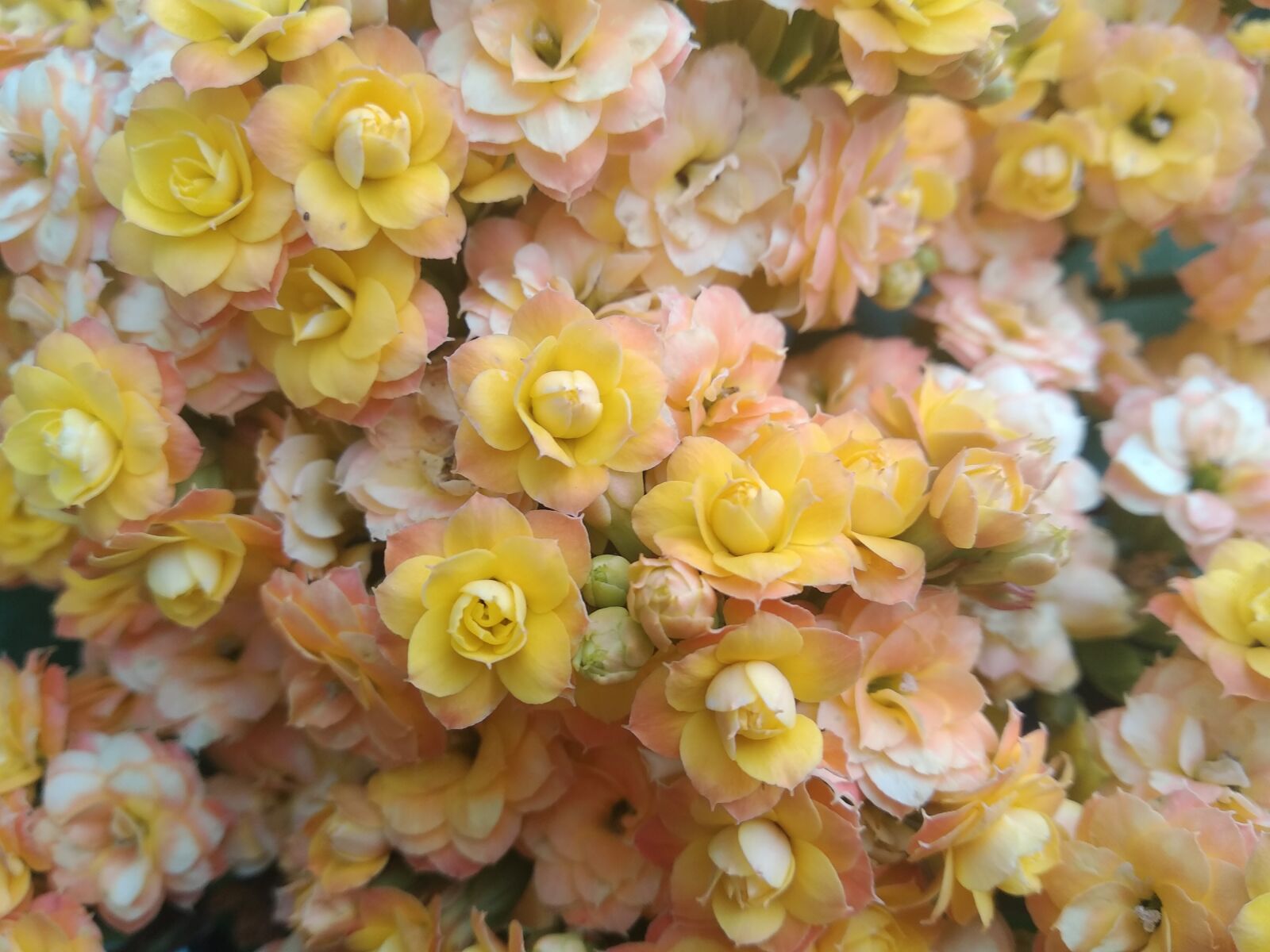 Xiaomi Mi A2 Lite sample photo. Bouquet, yellow, flowers photography