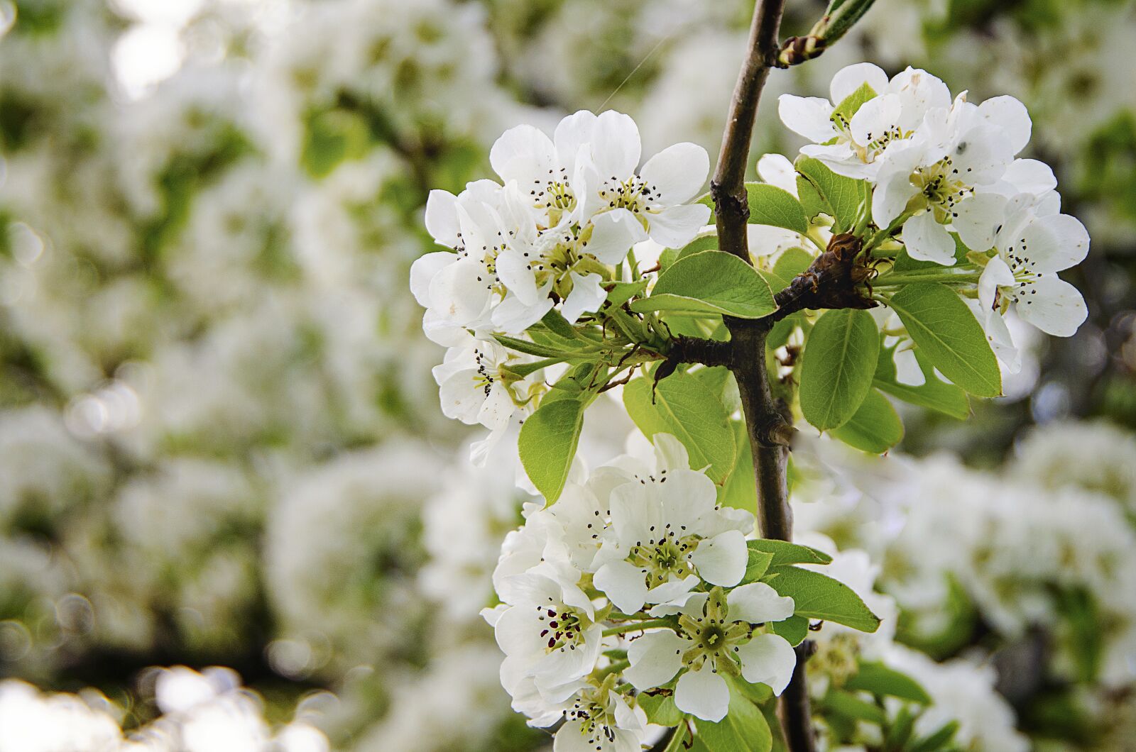 Nikon D7000 sample photo. White flowers, bloom, apple photography