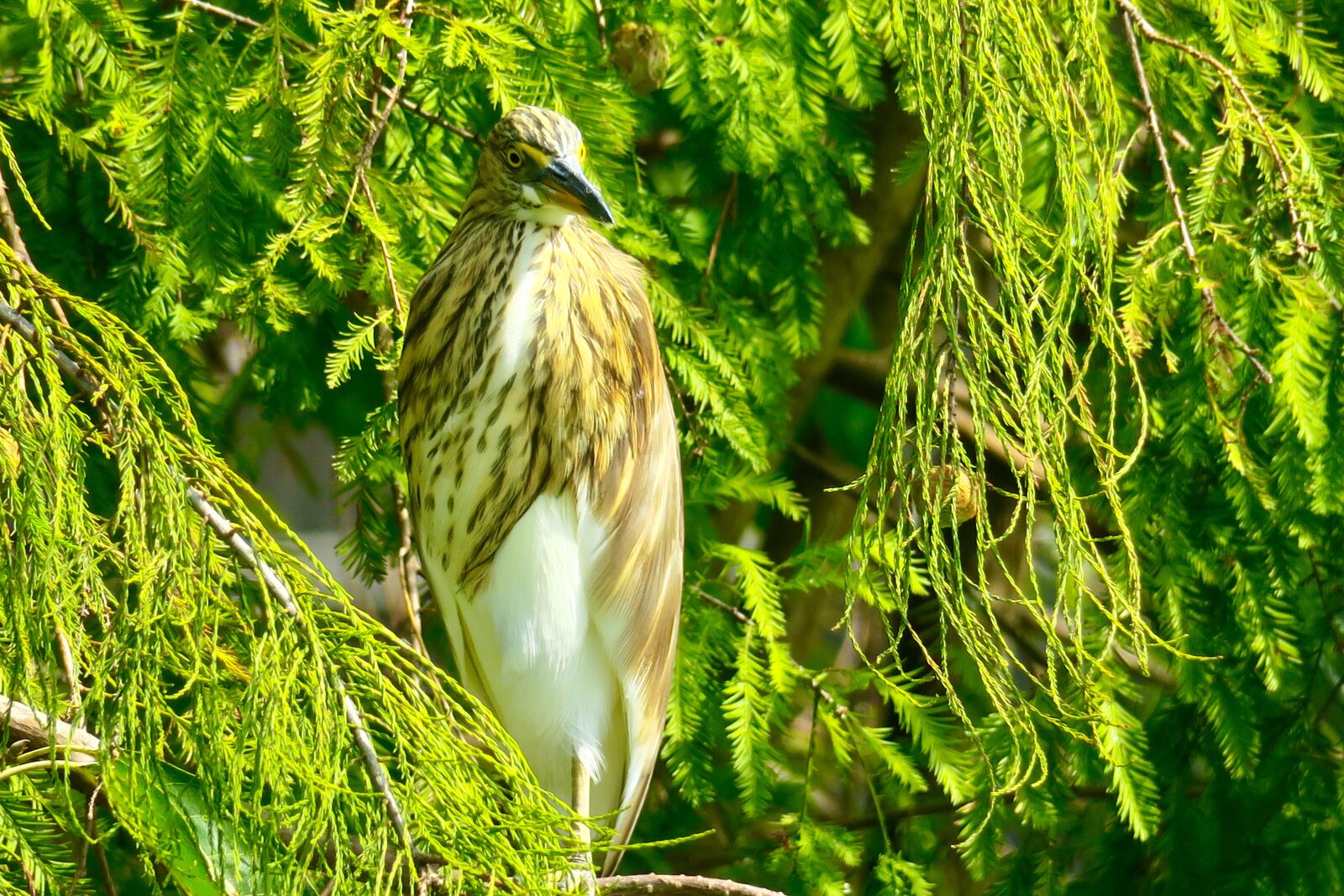 Canon PowerShot G3 X sample photo. Nature, bird, outdoor photography