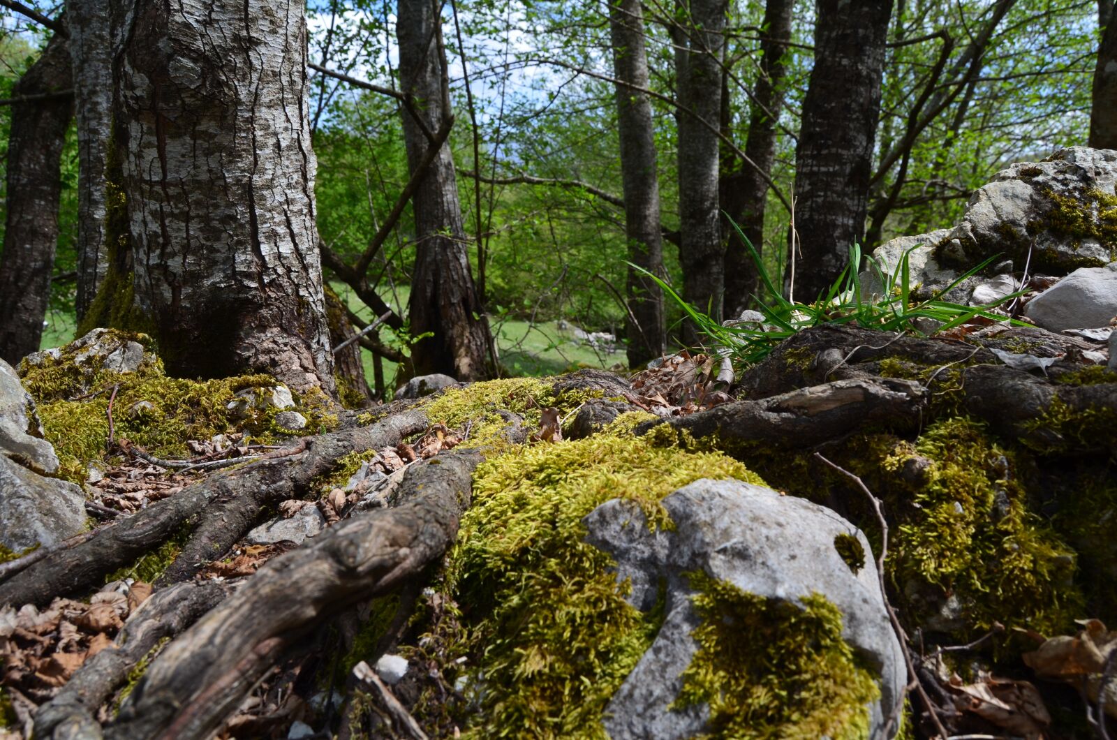 Nikon D5100 sample photo. Moss, forest, into the photography