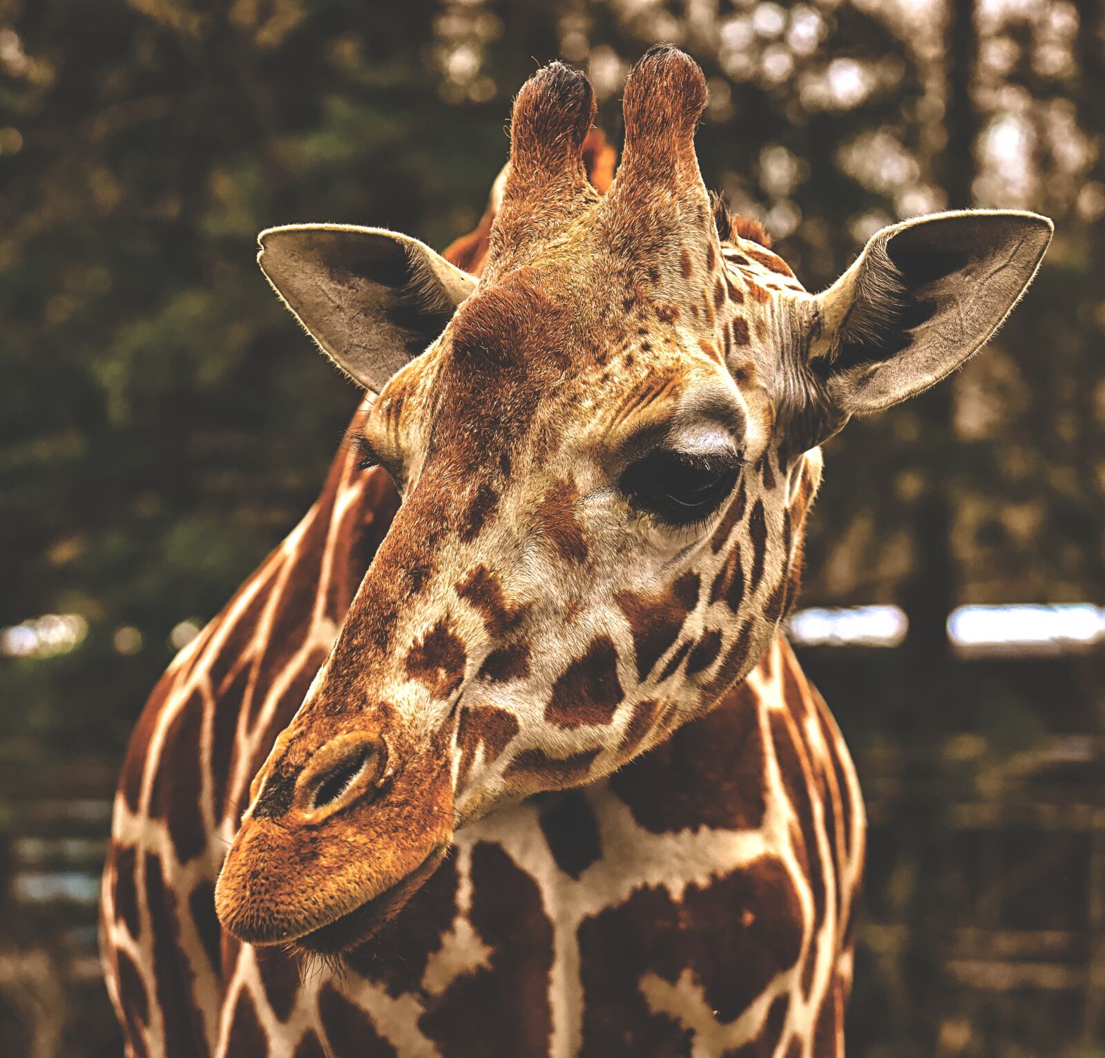 Nikon D7200 sample photo. Giraffe, zoo, animal photography