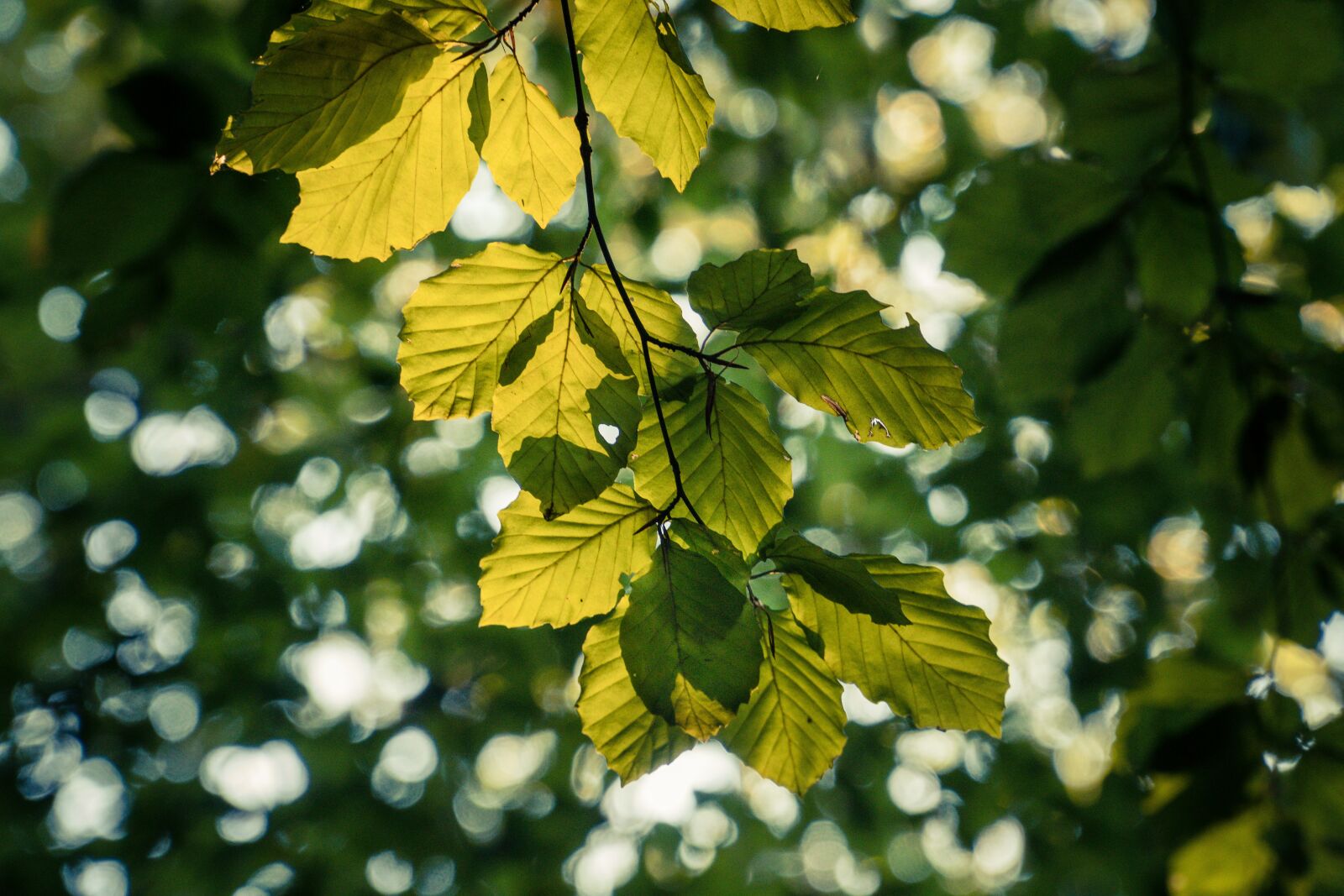 Sony a6300 sample photo. Leaf, tree, green photography