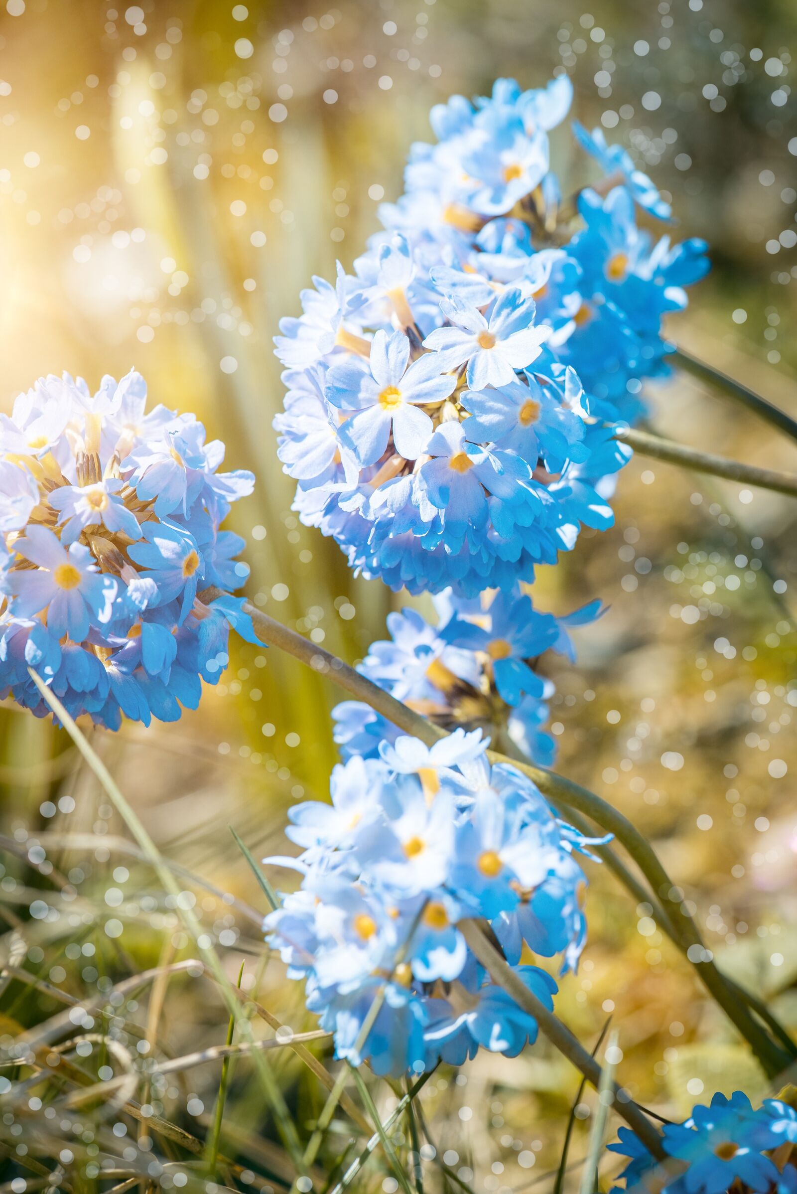 Nikon D750 sample photo. Primrose, drumstick, blossom photography