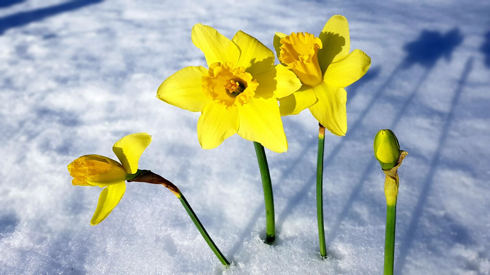 Samsung Galaxy S7 Edge sample photo. Spring, narcissus, snow photography