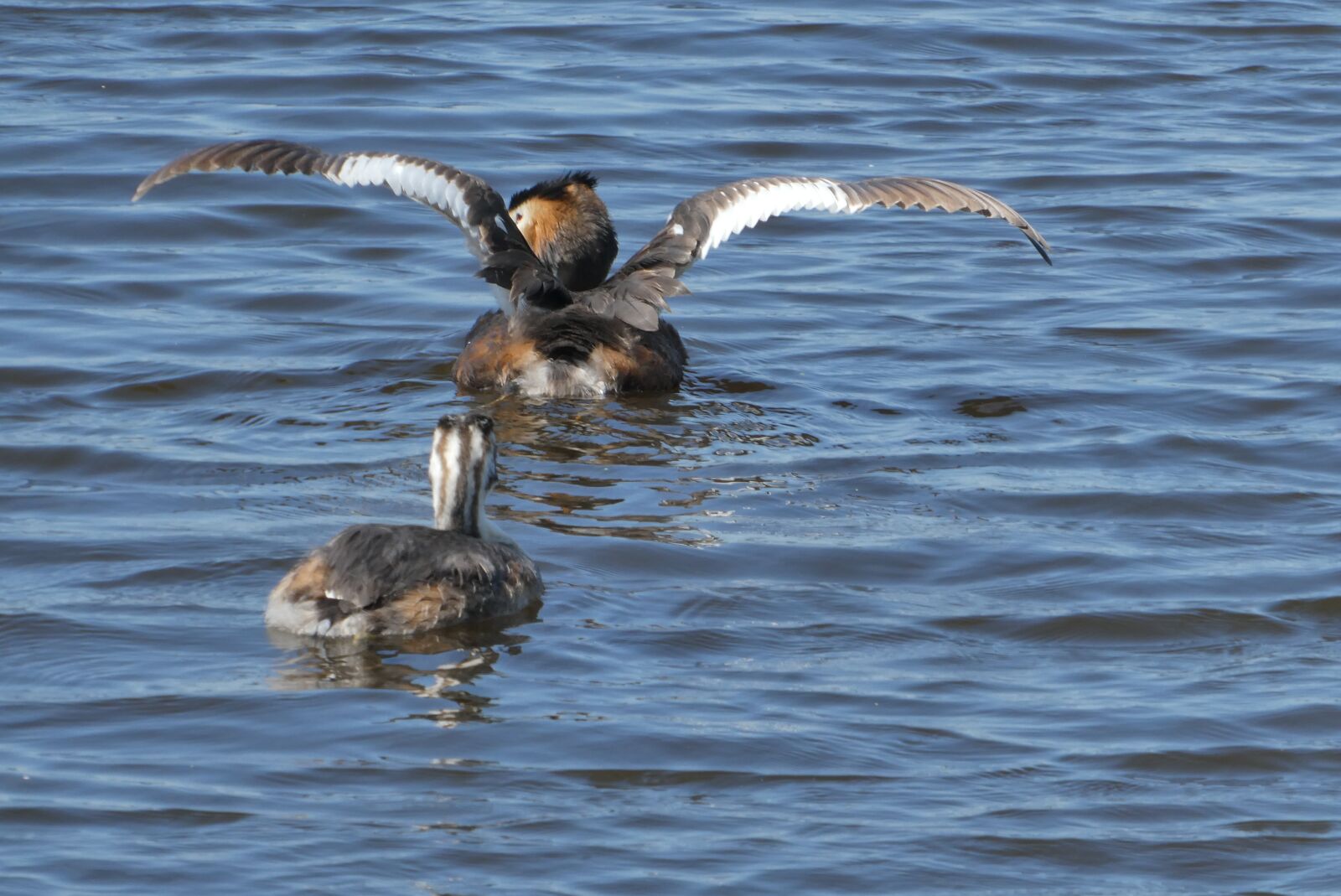 Panasonic Lumix DC-ZS70 (Lumix DC-TZ90) sample photo. Great crested grebe with photography