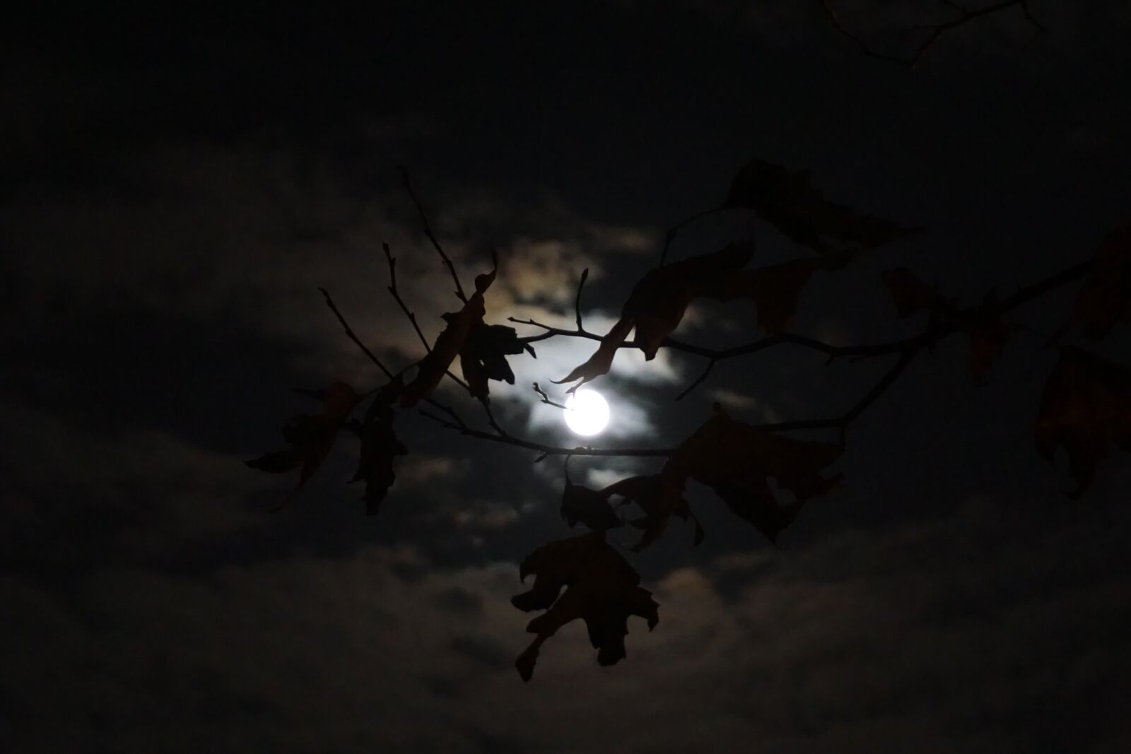 Sony a6000 sample photo. Moon, night, mystical photography
