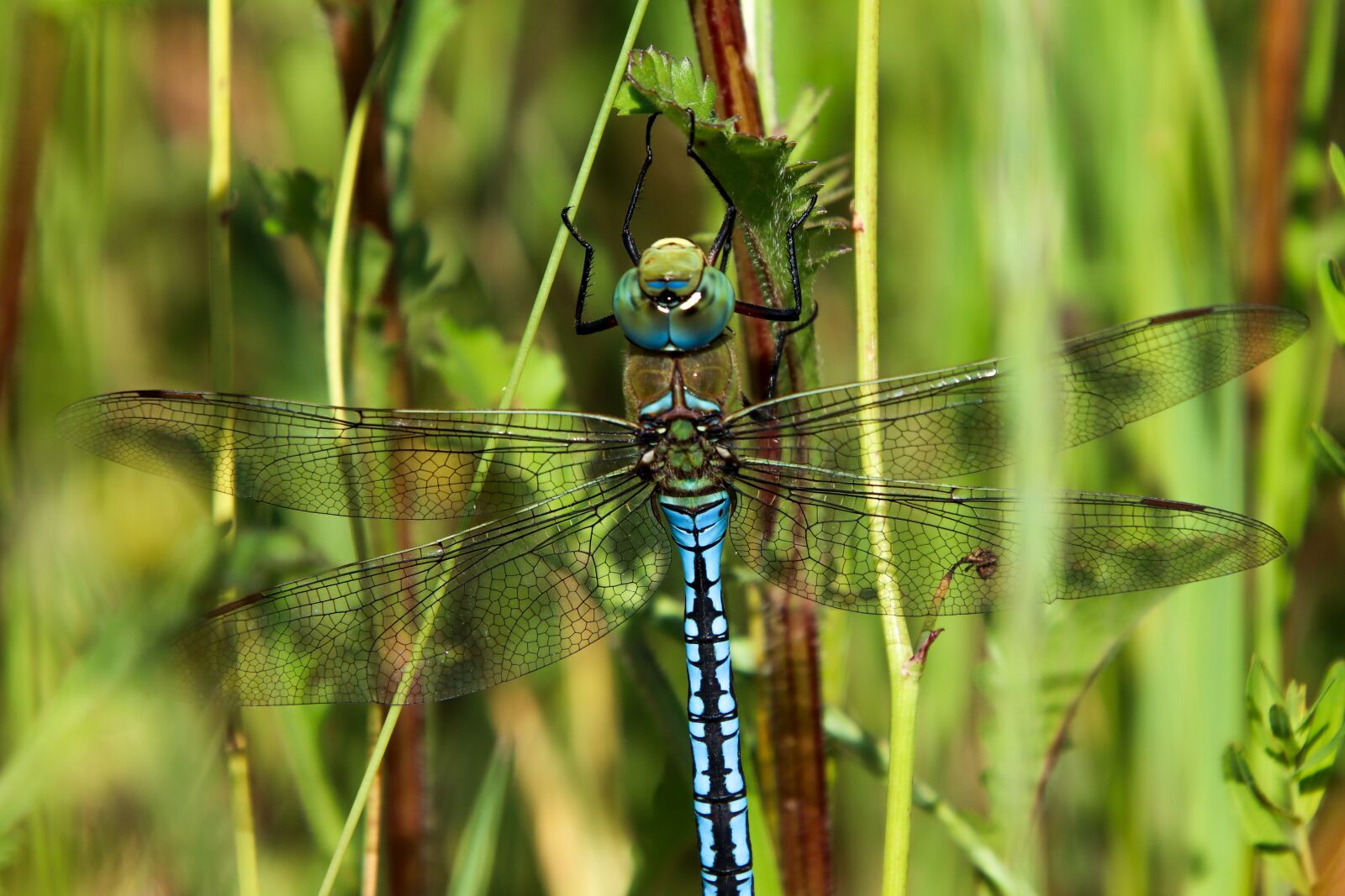 Canon EOS 800D (EOS Rebel T7i / EOS Kiss X9i) sample photo. Dragonfly, green, blue photography