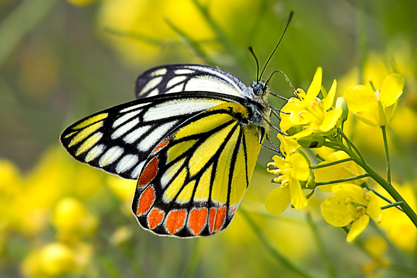 Canon EOS 700D (EOS Rebel T5i / EOS Kiss X7i) sample photo. Common jezebel, butterfly, insect photography