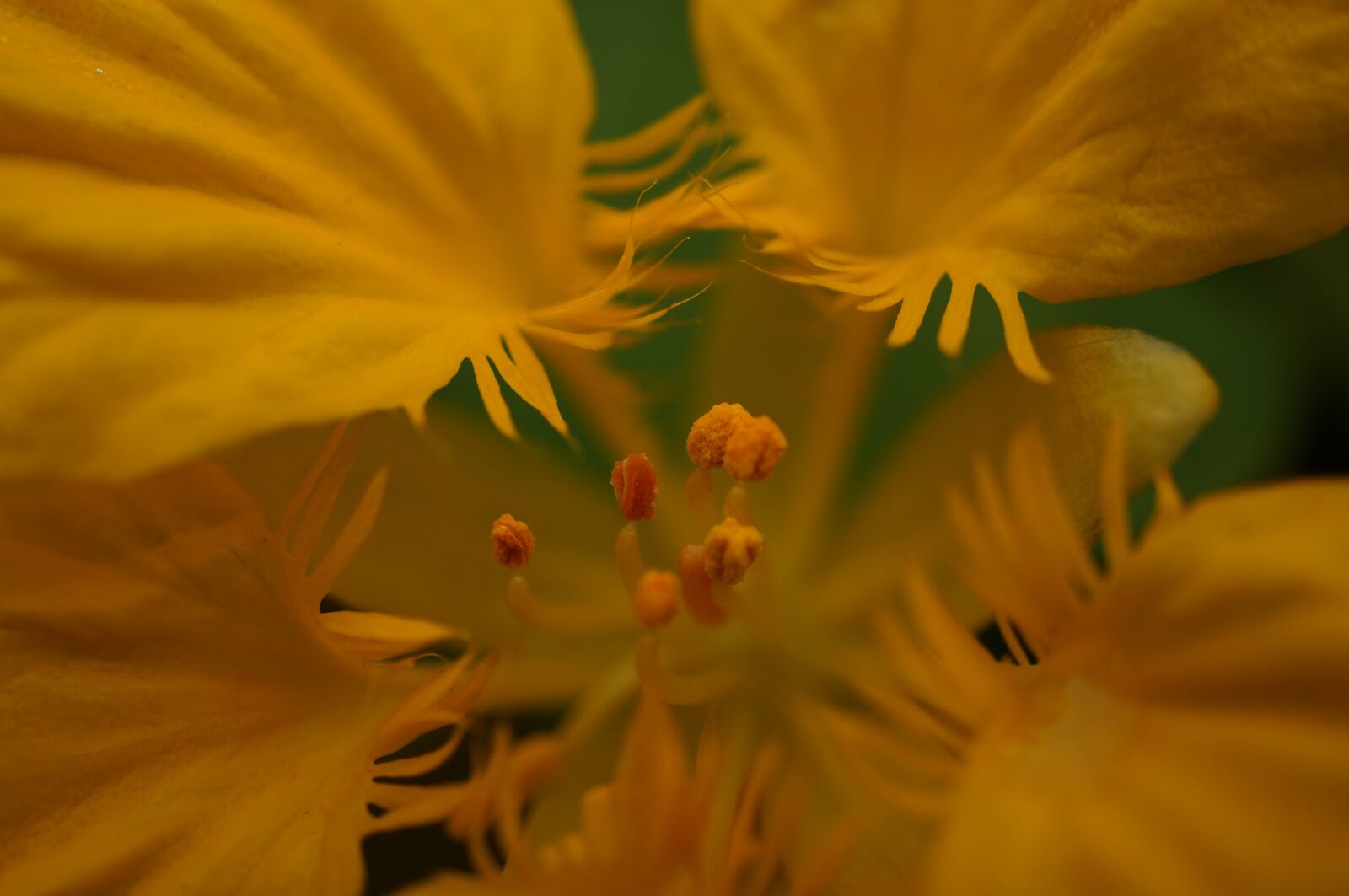 Sony Alpha NEX-3N + Sony E 30mm F3.5 Macro sample photo. Flower, yellow, macro photography