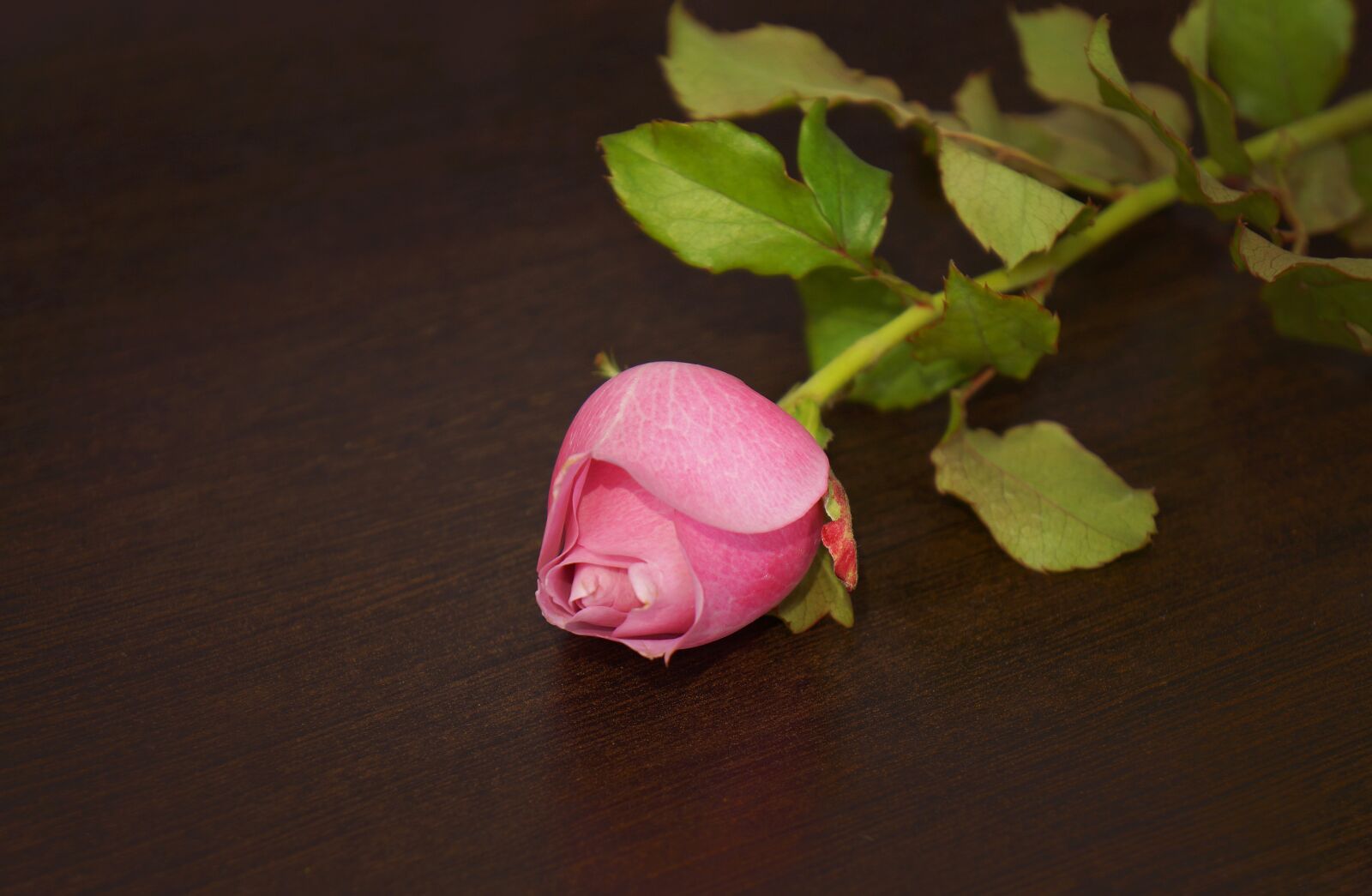 Sony Alpha NEX-F3 + Sony E 18-55mm F3.5-5.6 OSS sample photo. Roses, rose buds rose photography