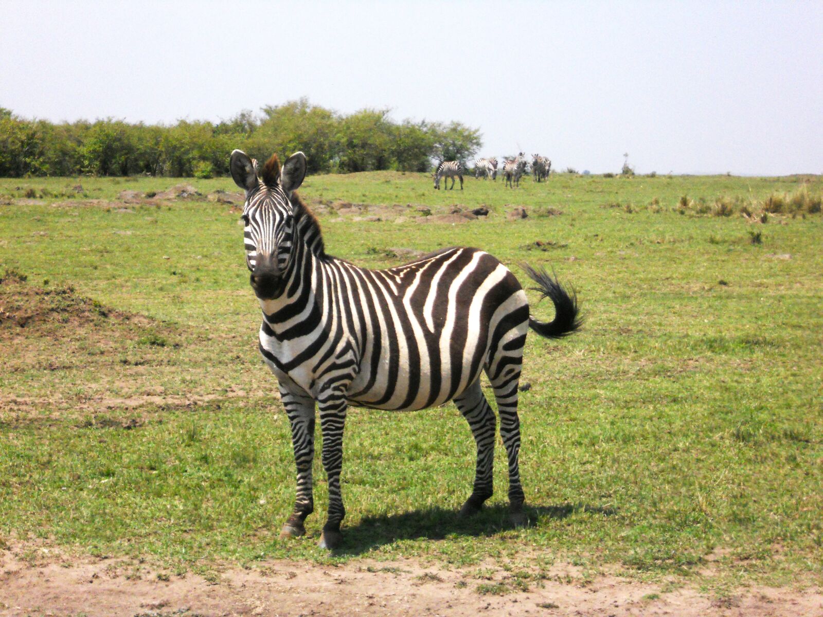 Nikon Coolpix S3000 sample photo. Zebra, africa, kenya photography