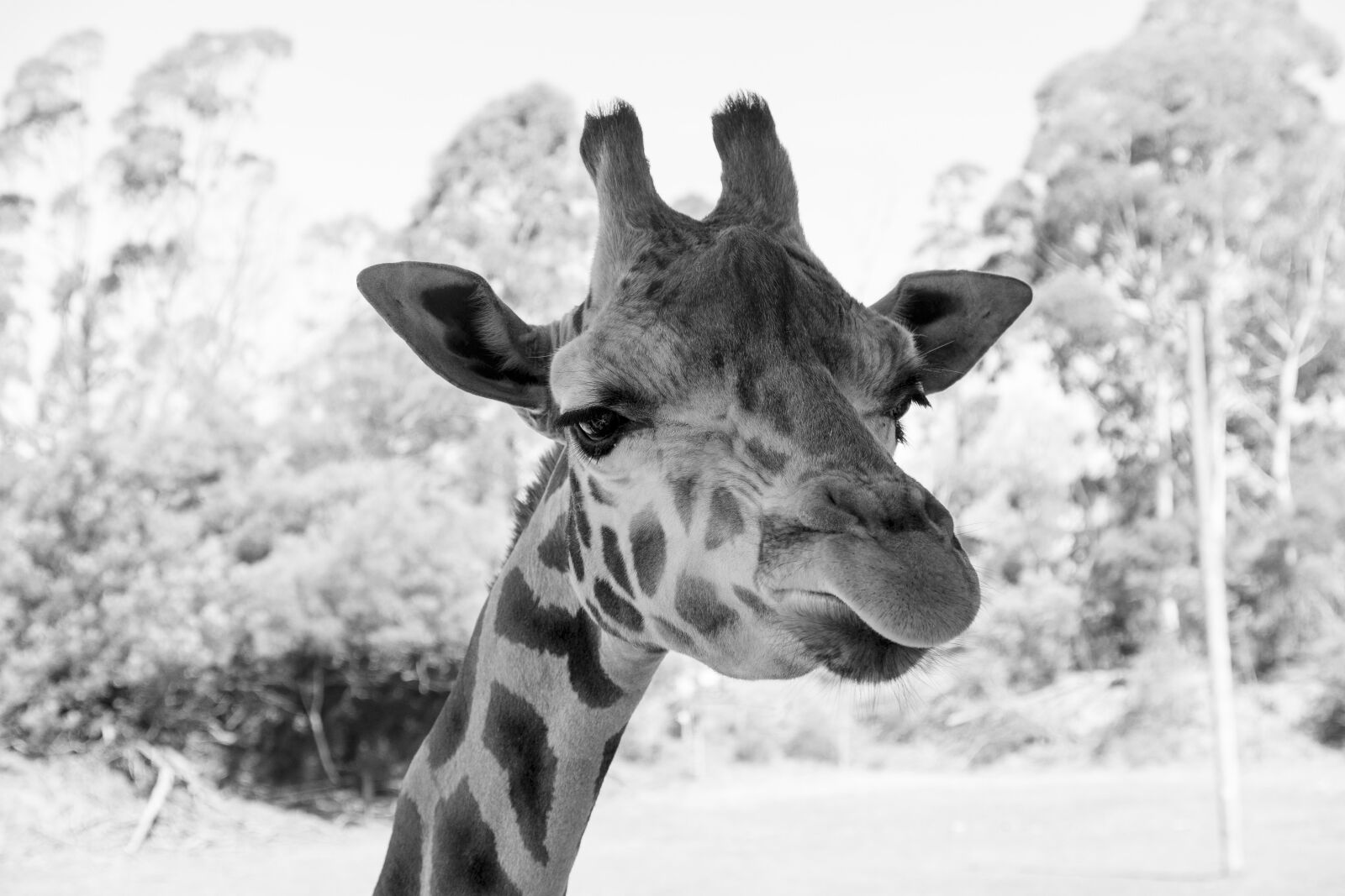 Fujifilm XF 18-135mm F3.5-5.6 R LM OIS WR sample photo. Giraffe, zoo, animal photography