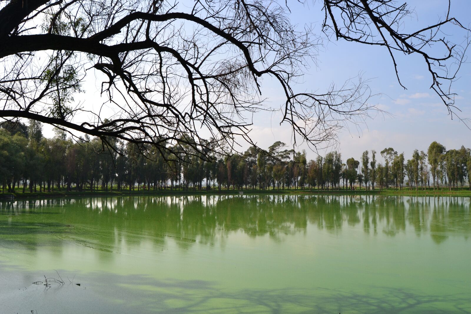 Nikon D3100 sample photo. Lake, branches, blue sky photography