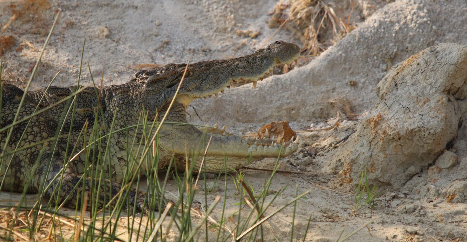 Canon EOS 200D (EOS Rebel SL2 / EOS Kiss X9) sample photo. Crocodile, nile, uganda photography