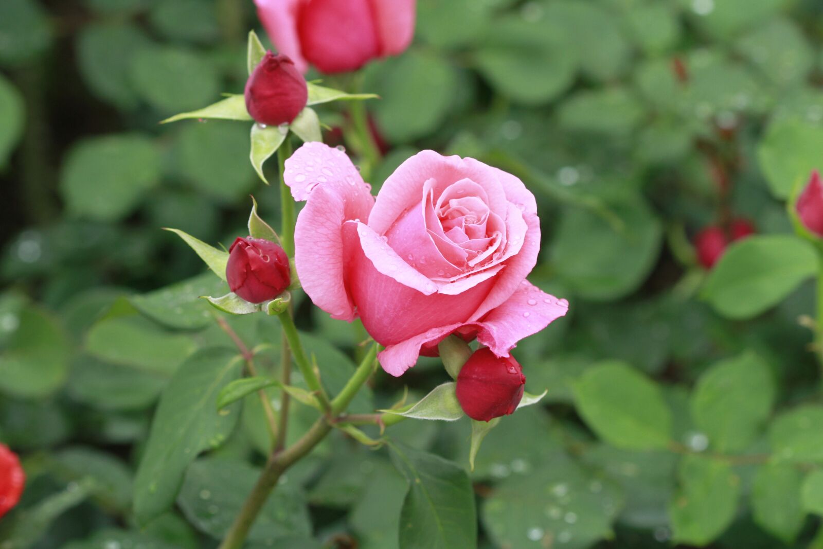 Canon EOS 7D + Canon EF 100mm F2.8 Macro USM sample photo. Nature, leaf, flowers photography