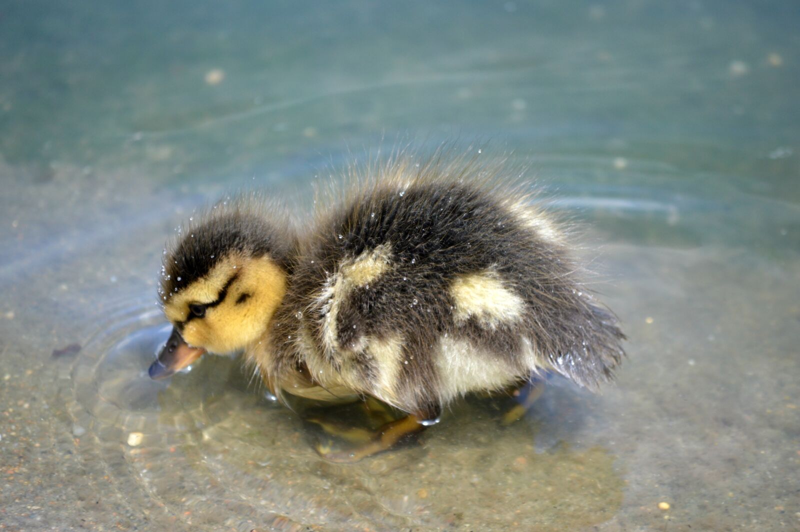 Nikon D3200 sample photo. Duckling, pond, bird photography