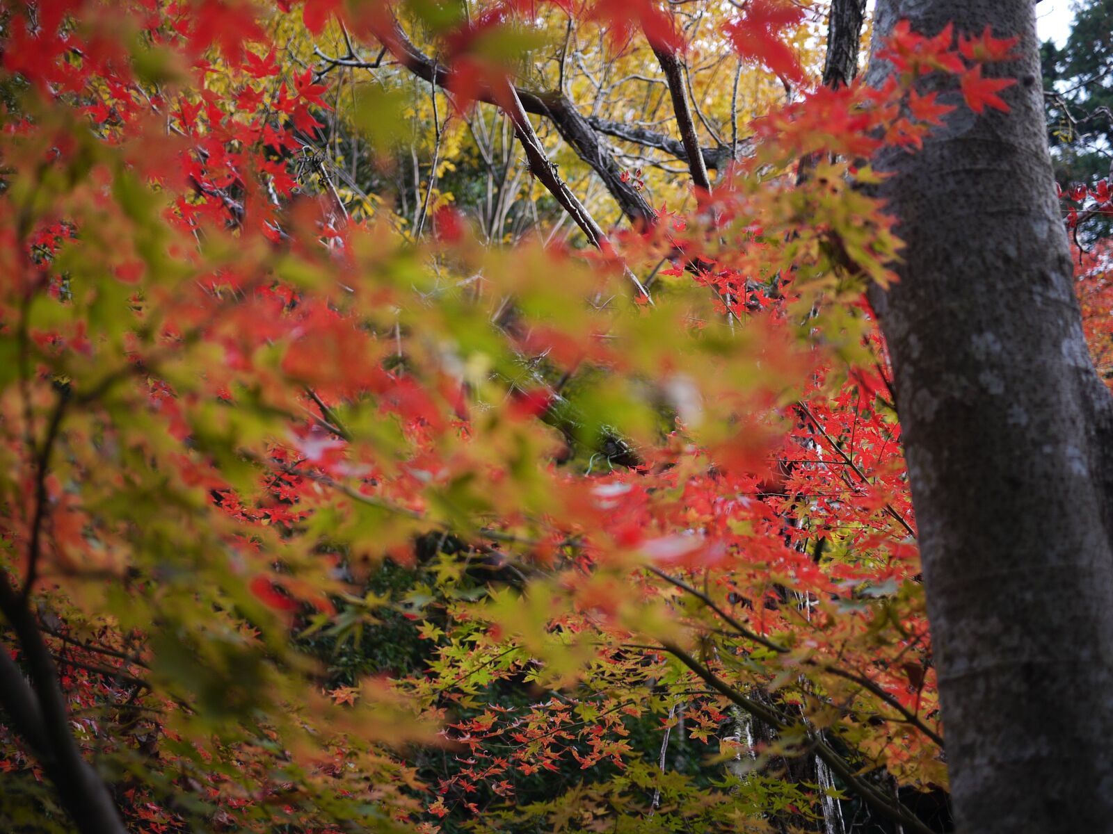 Panasonic Lumix DMC-GF1 sample photo. Autumn leaves, japan, maple photography
