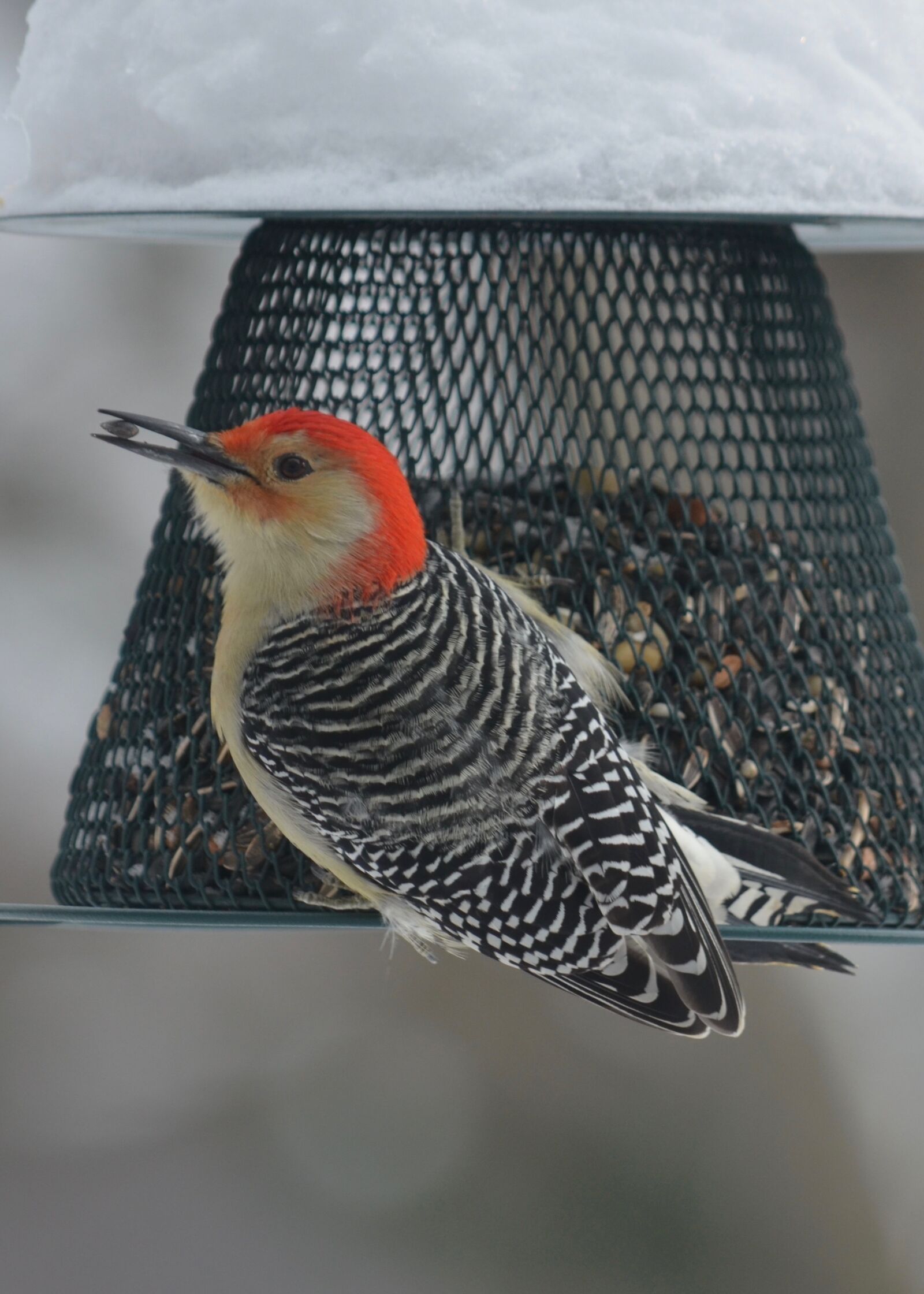 Nikon D5100 sample photo. Woodpecker, wildlife, nature photography