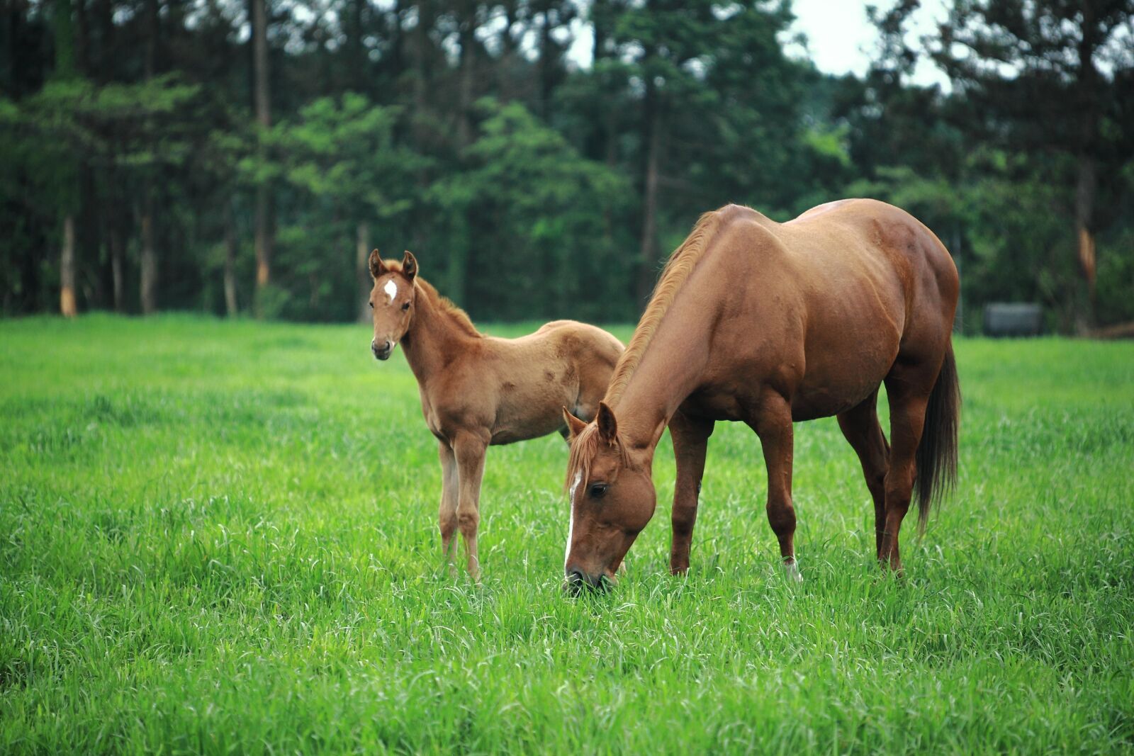 Canon EOS 5D Mark II sample photo. Horse, jeju island, jejuma photography