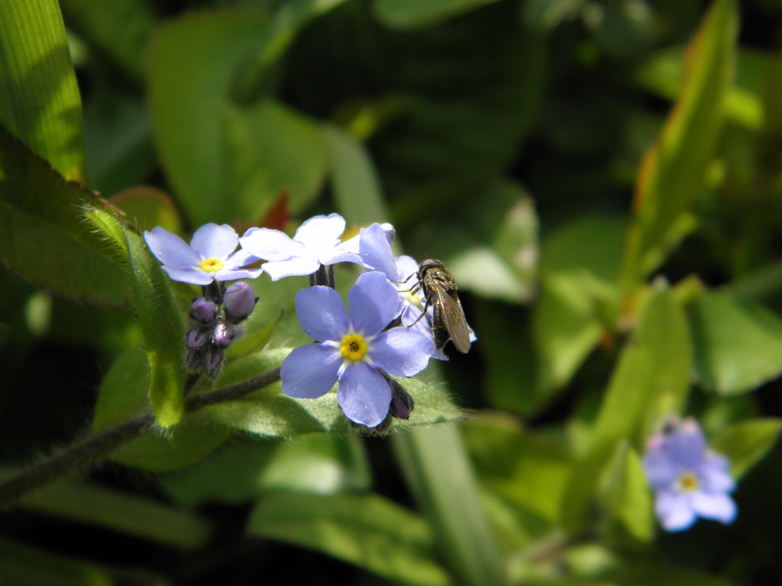 Olympus SP600UZ sample photo. Fly, insect, forget me photography