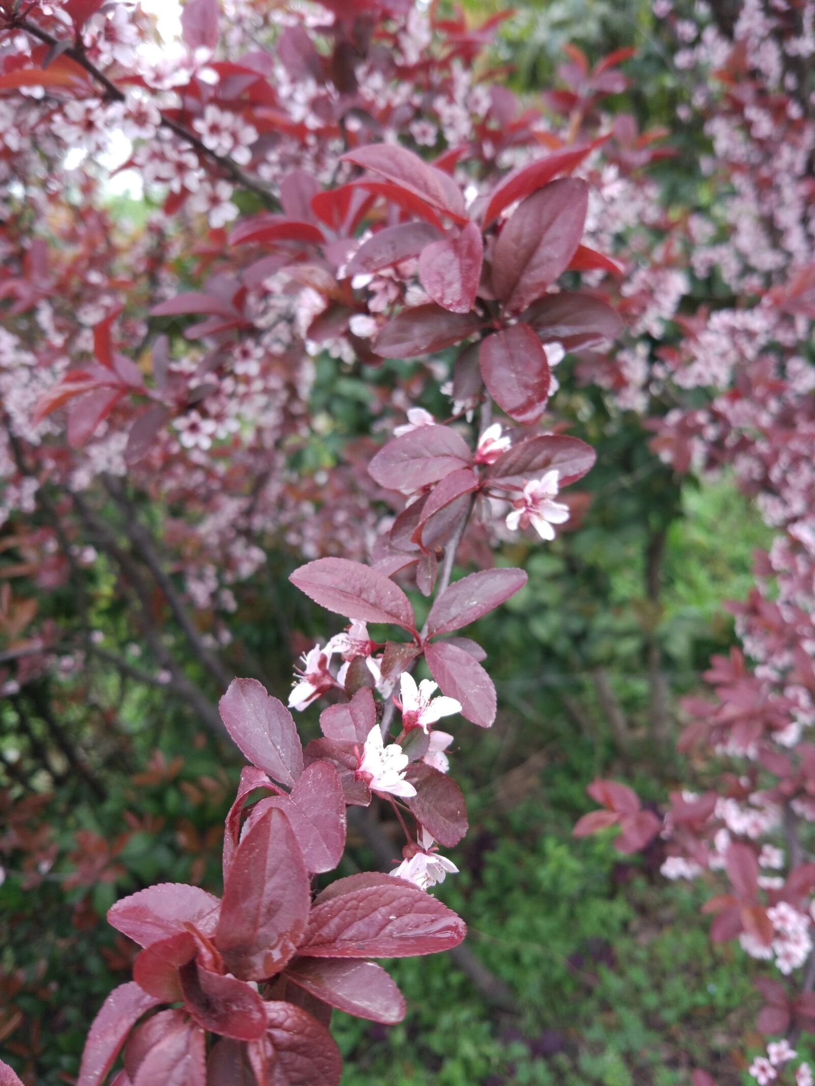 Xiaomi MI 5 sample photo. Spring, peach blossom, the photography
