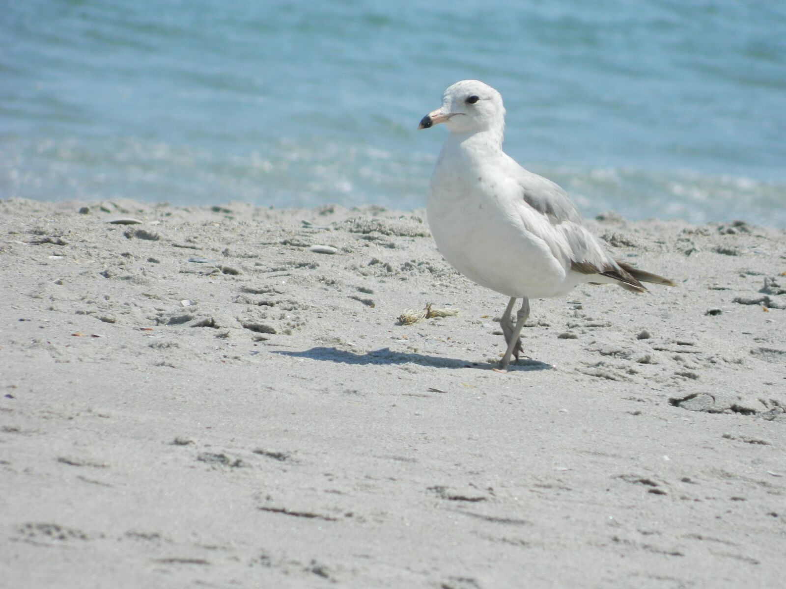 Nikon Coolpix L120 sample photo. Sea gull, ocean, beach photography