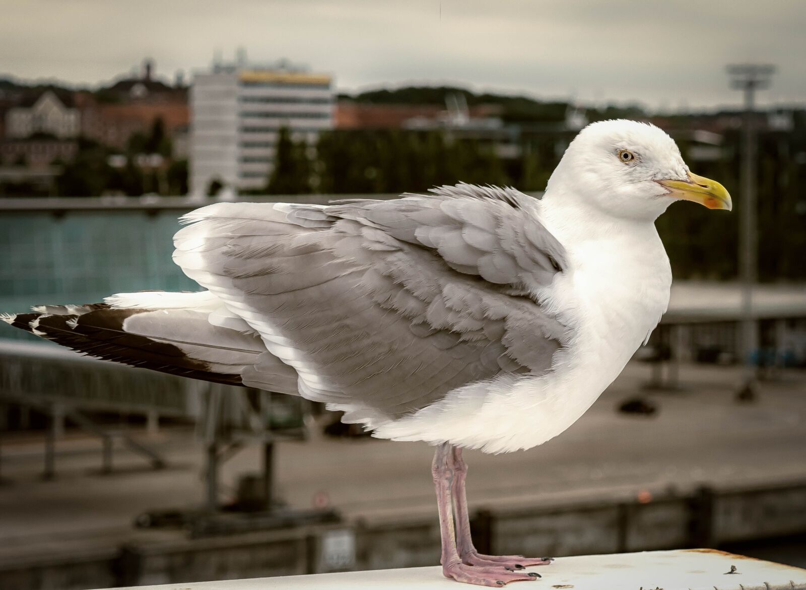 Nikon D3300 sample photo. Seagull, bird, port photography