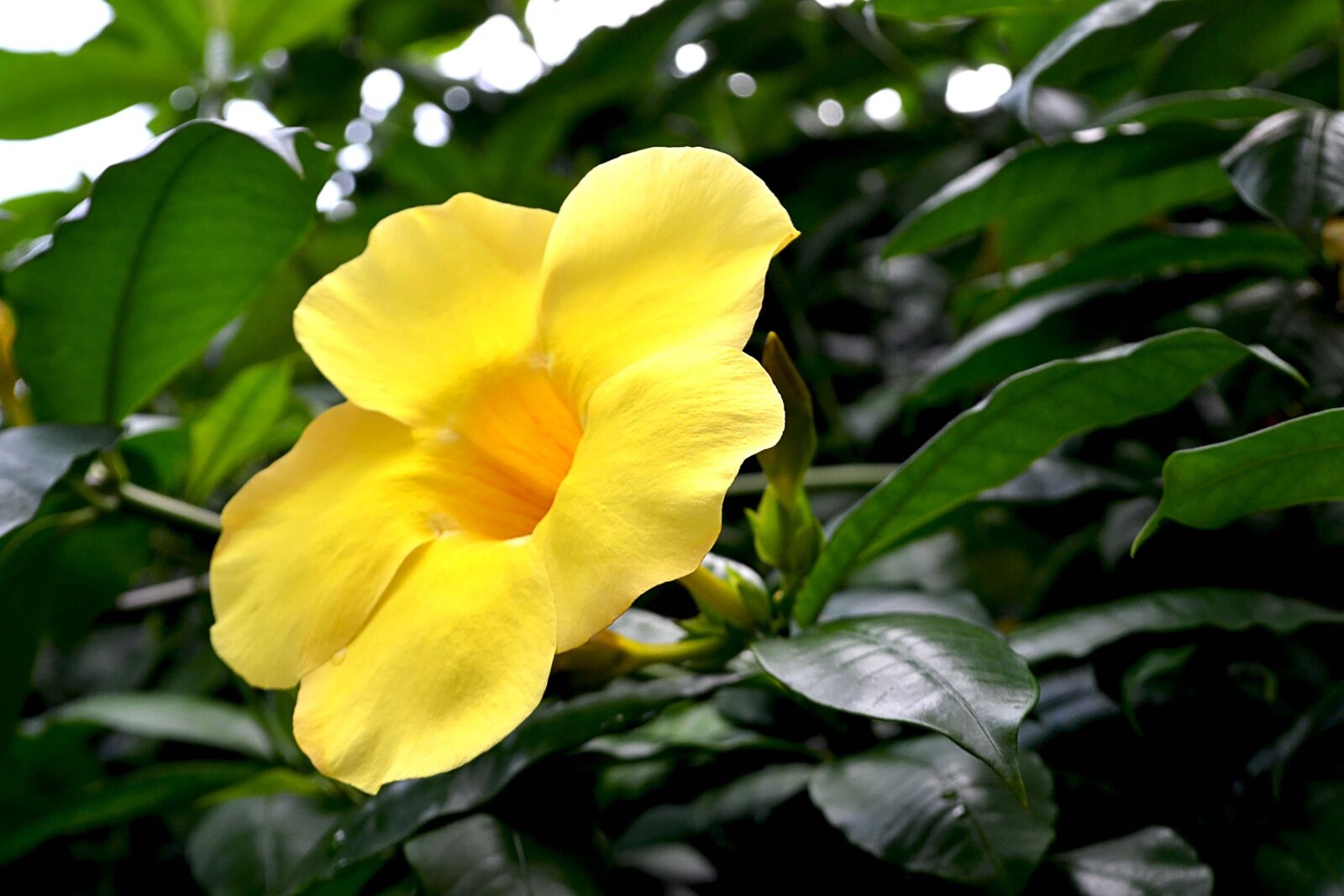Nikon D3100 sample photo. Growth, wonderful, park photography