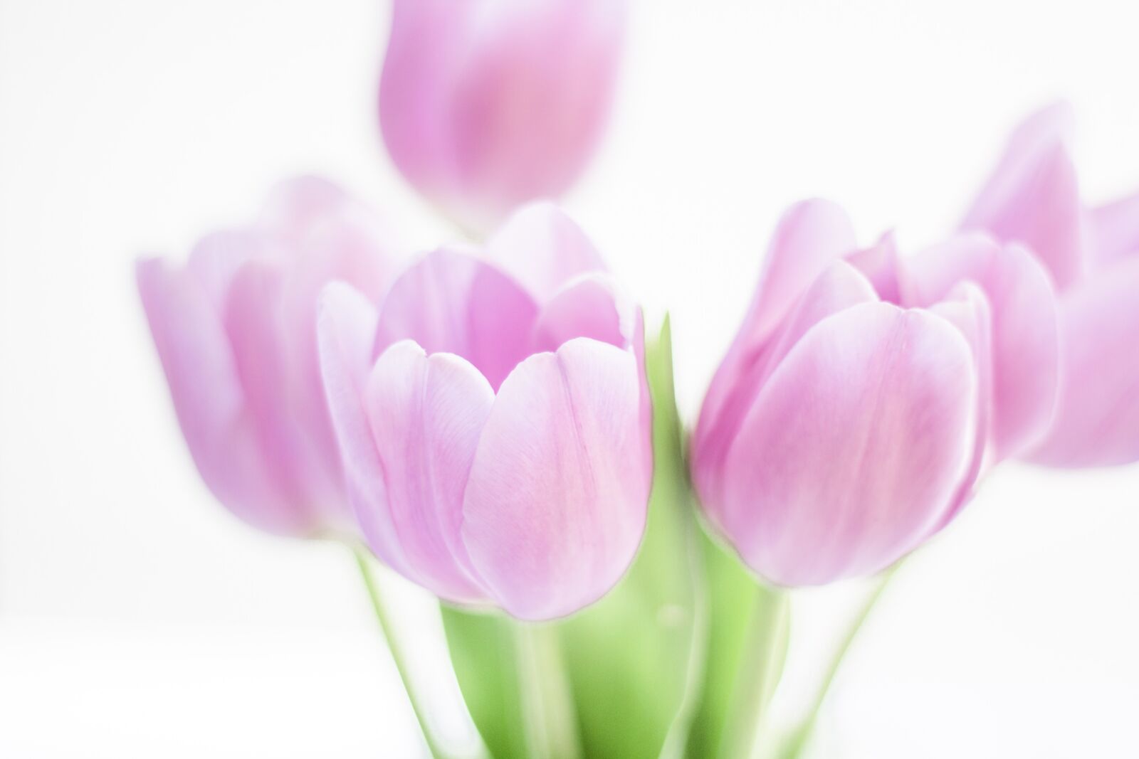 Canon EOS 60D + Canon EF 50mm F1.8 II sample photo. Pink, tulip, tulips photography