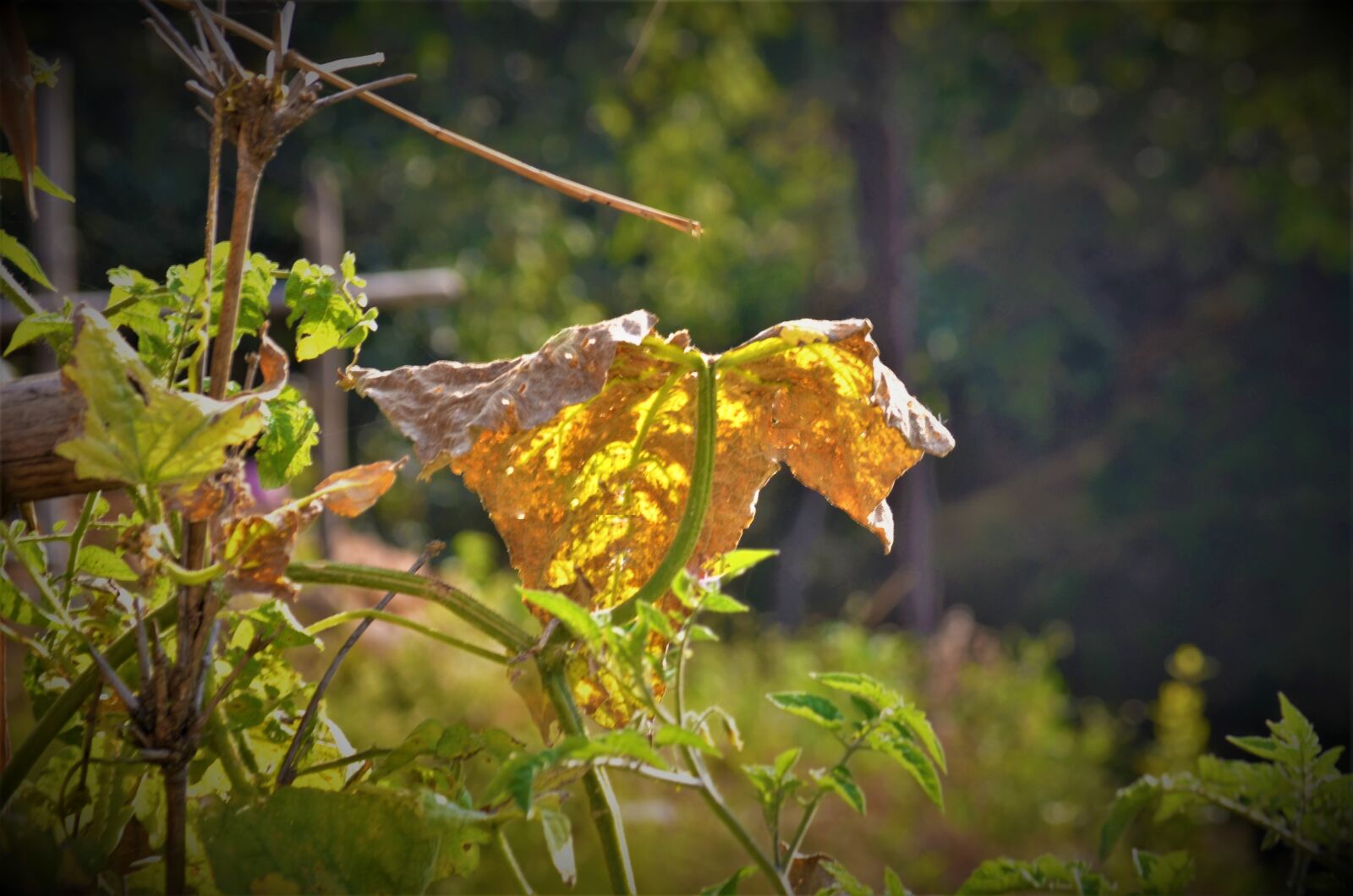 Nikon D5100 sample photo. Leaf, pumpkin, halloween photography