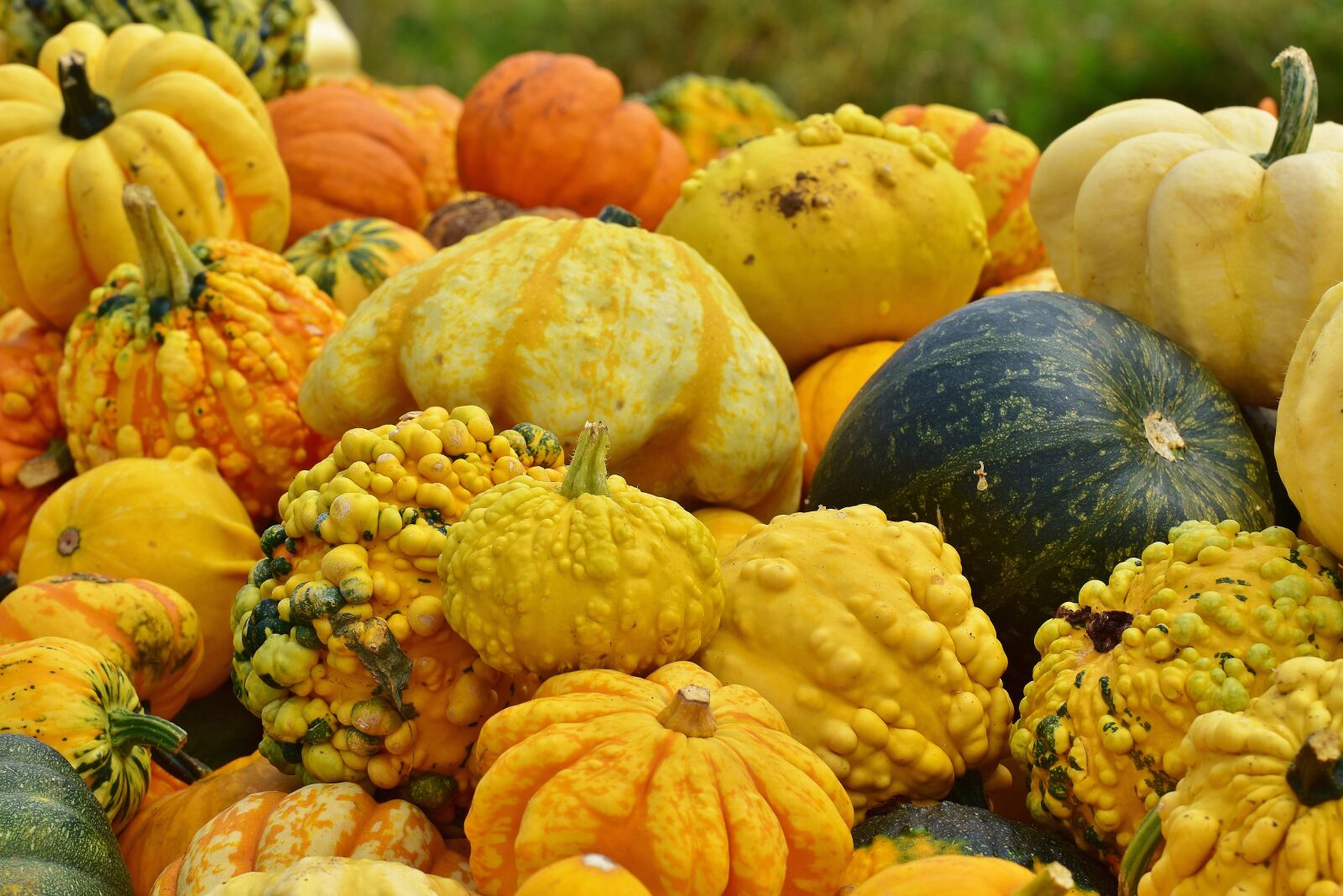 Nikon D7200 sample photo. Pumpkins, autumn, autumn decoration photography