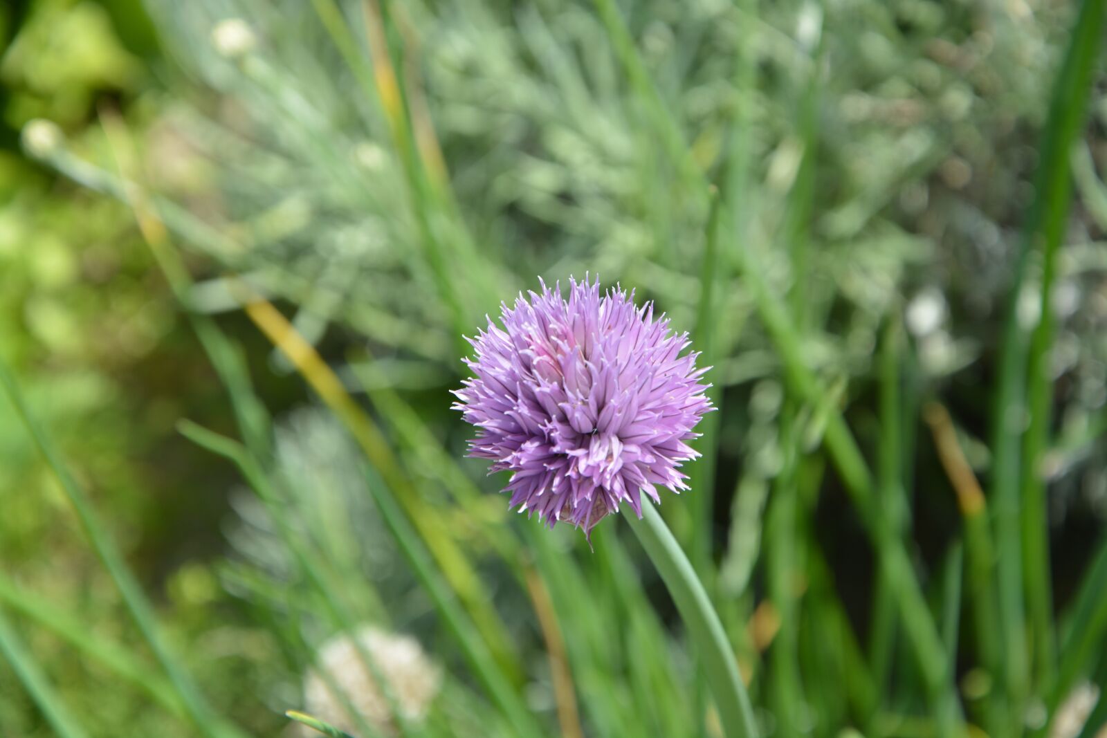 Nikon D5200 sample photo. Flower, purple, violet photography