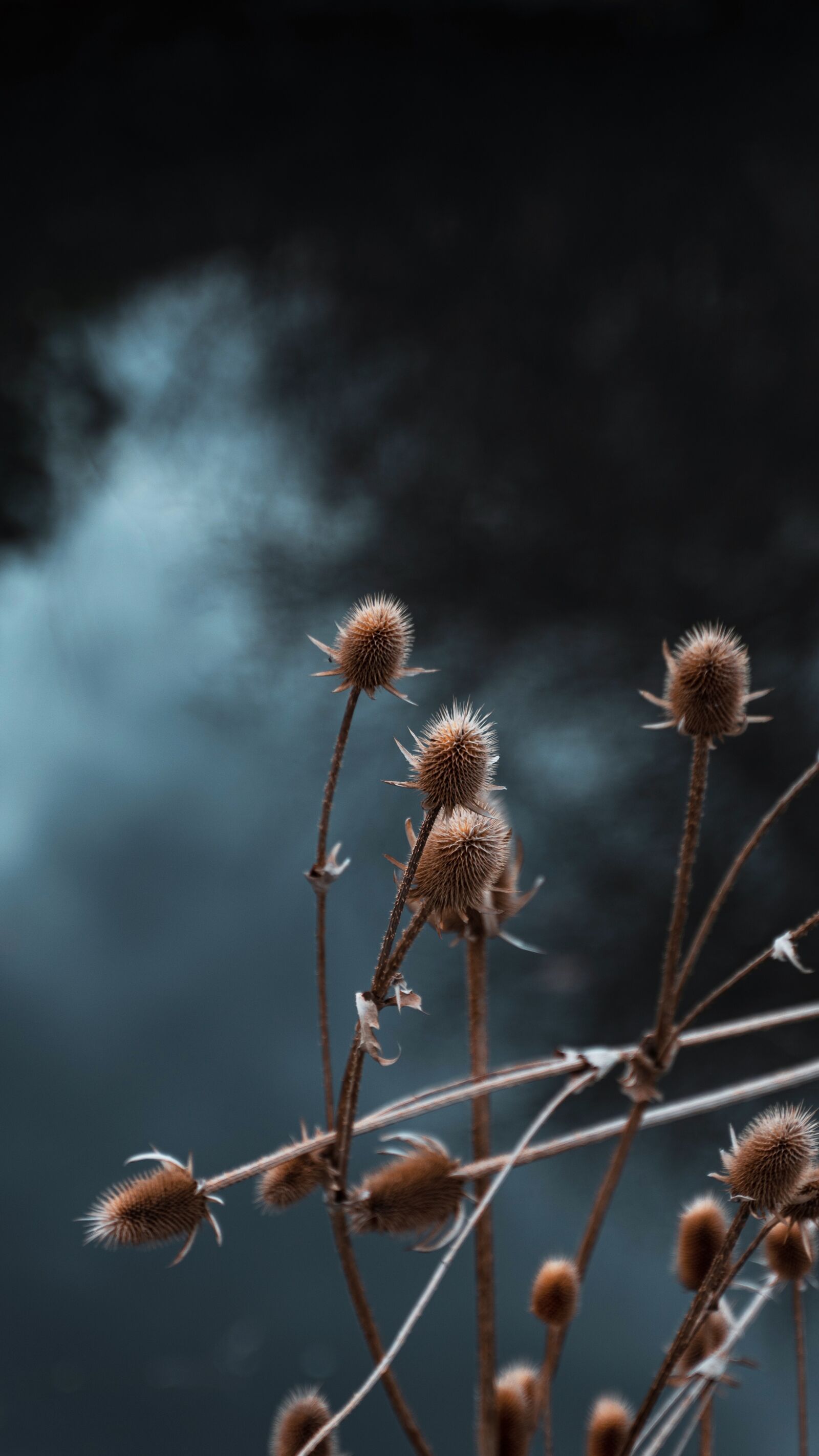 Tamron 28-75mm F2.8 Di III RXD sample photo. Thistle, fall, nature photography