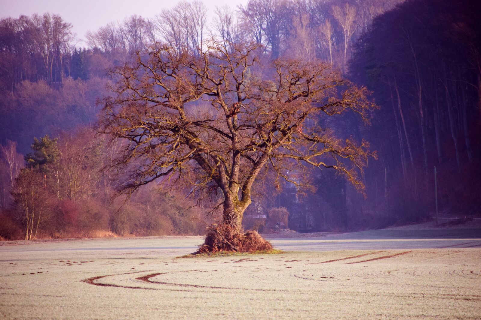 Nikon D3300 sample photo. Tree, kahl, bare tree photography