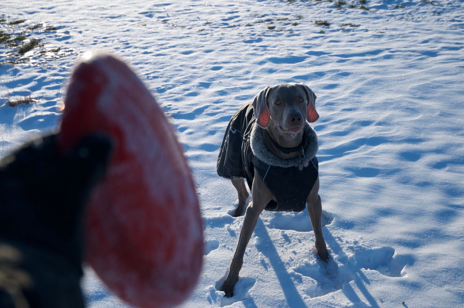 Nikon D300 sample photo. Dog, weimaraner, winter photography