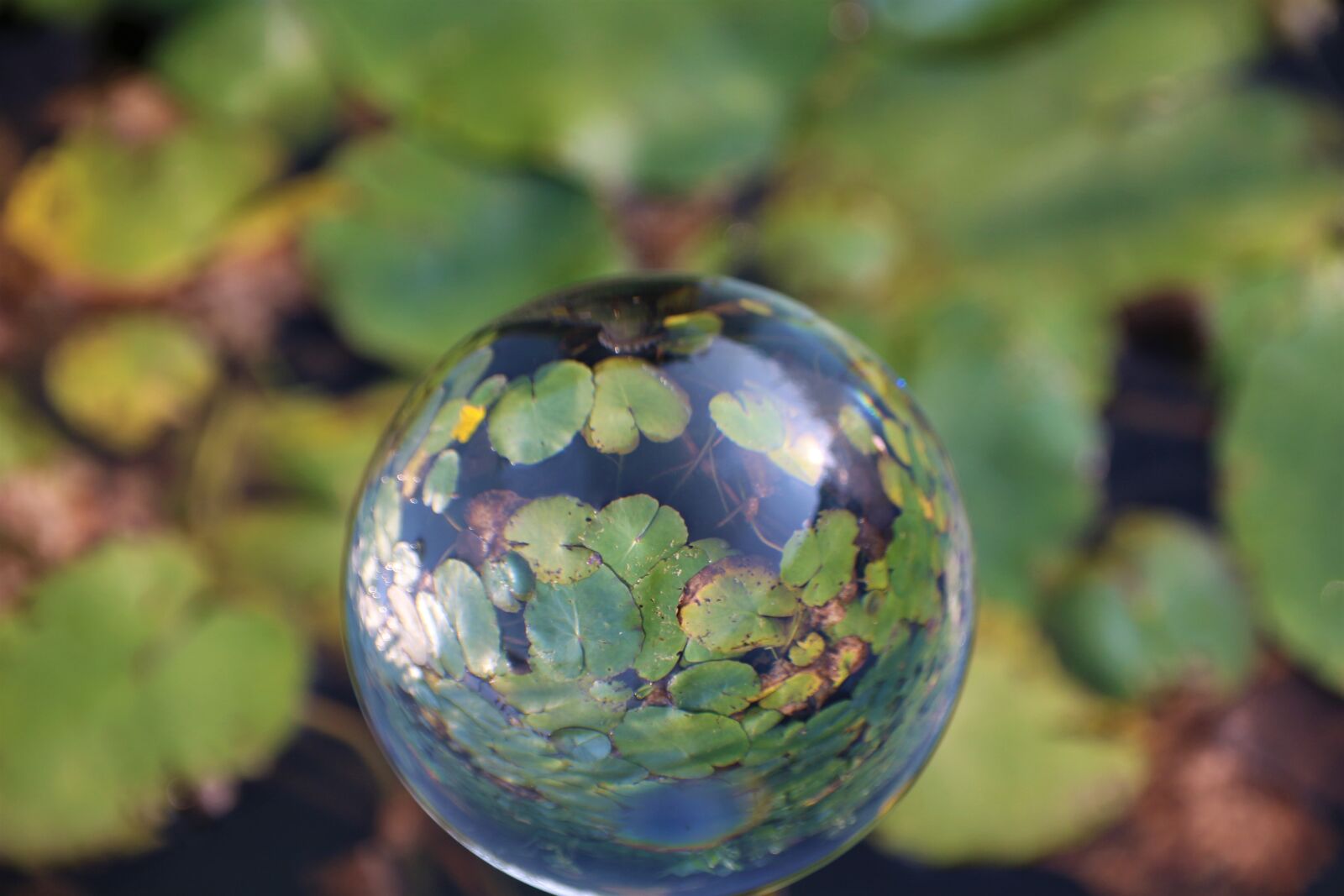 Canon EOS 700D (EOS Rebel T5i / EOS Kiss X7i) sample photo. Lensball, nature, photo sphere photography