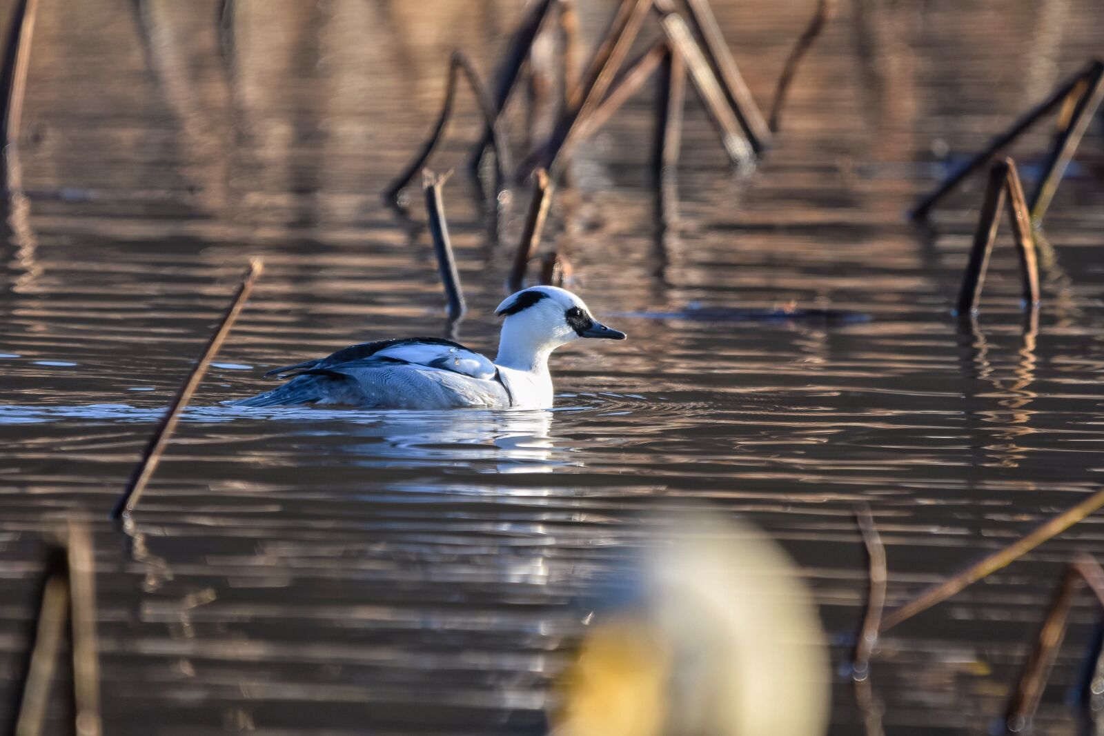 Nikon D7200 sample photo. Animal, pond, water photography