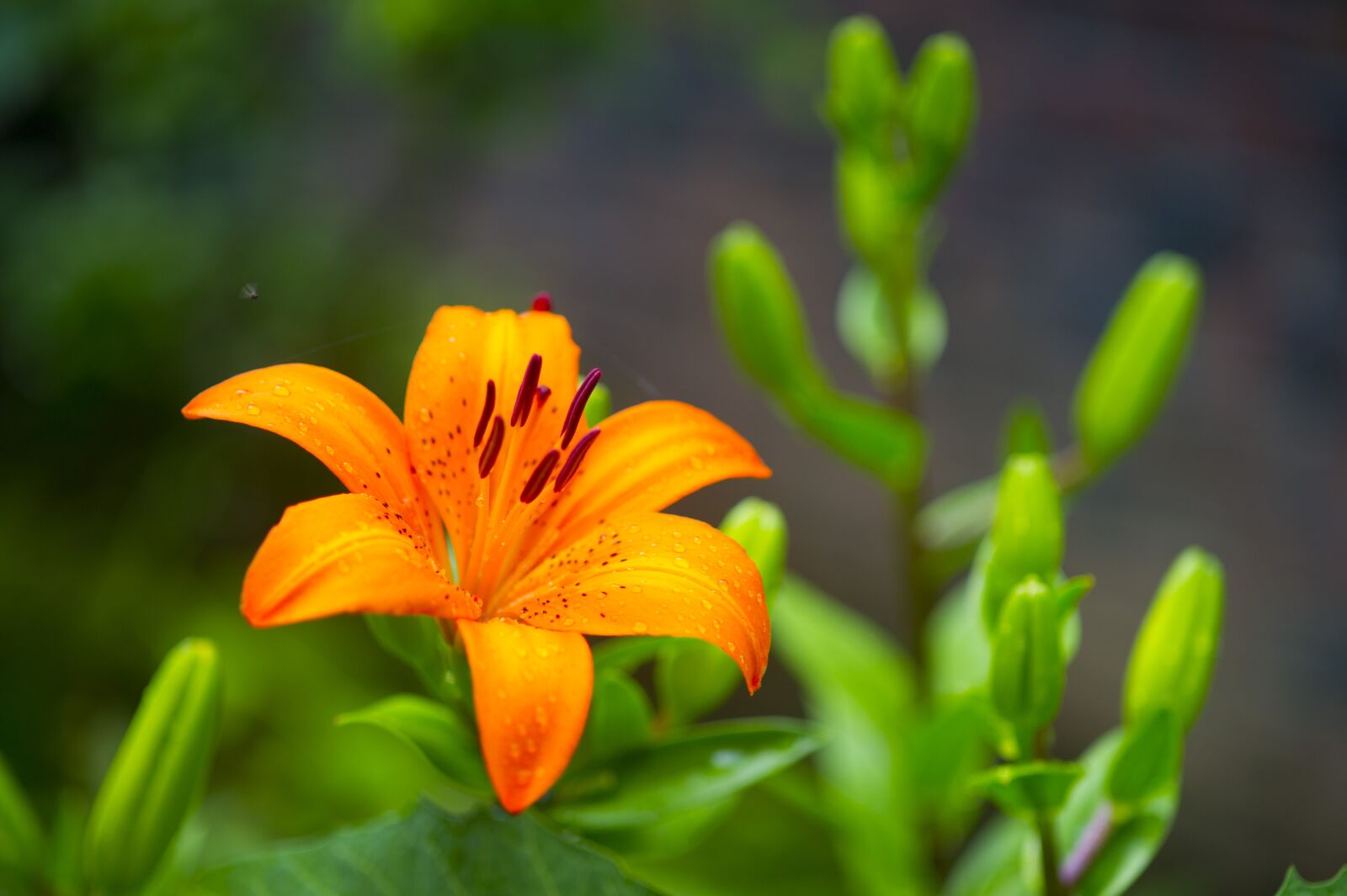 Nikon D3S sample photo. Flowers, my flowers, nature photography
