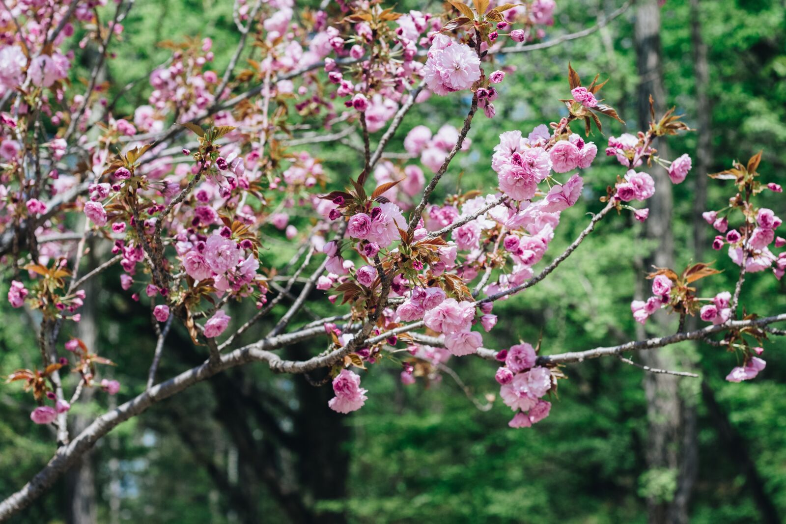 Canon EOS 700D (EOS Rebel T5i / EOS Kiss X7i) + Canon EF 50mm F1.8 II sample photo. Flower, cherry flowers, season photography