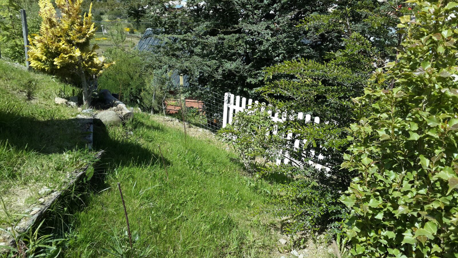 Samsung Galaxy S4 sample photo. Garden, green, summer photography