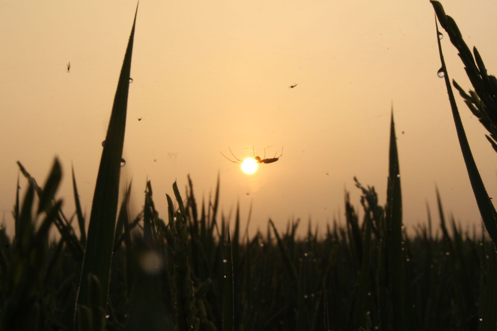 Canon EOS 700D (EOS Rebel T5i / EOS Kiss X7i) sample photo. The sun, dawn, orange photography