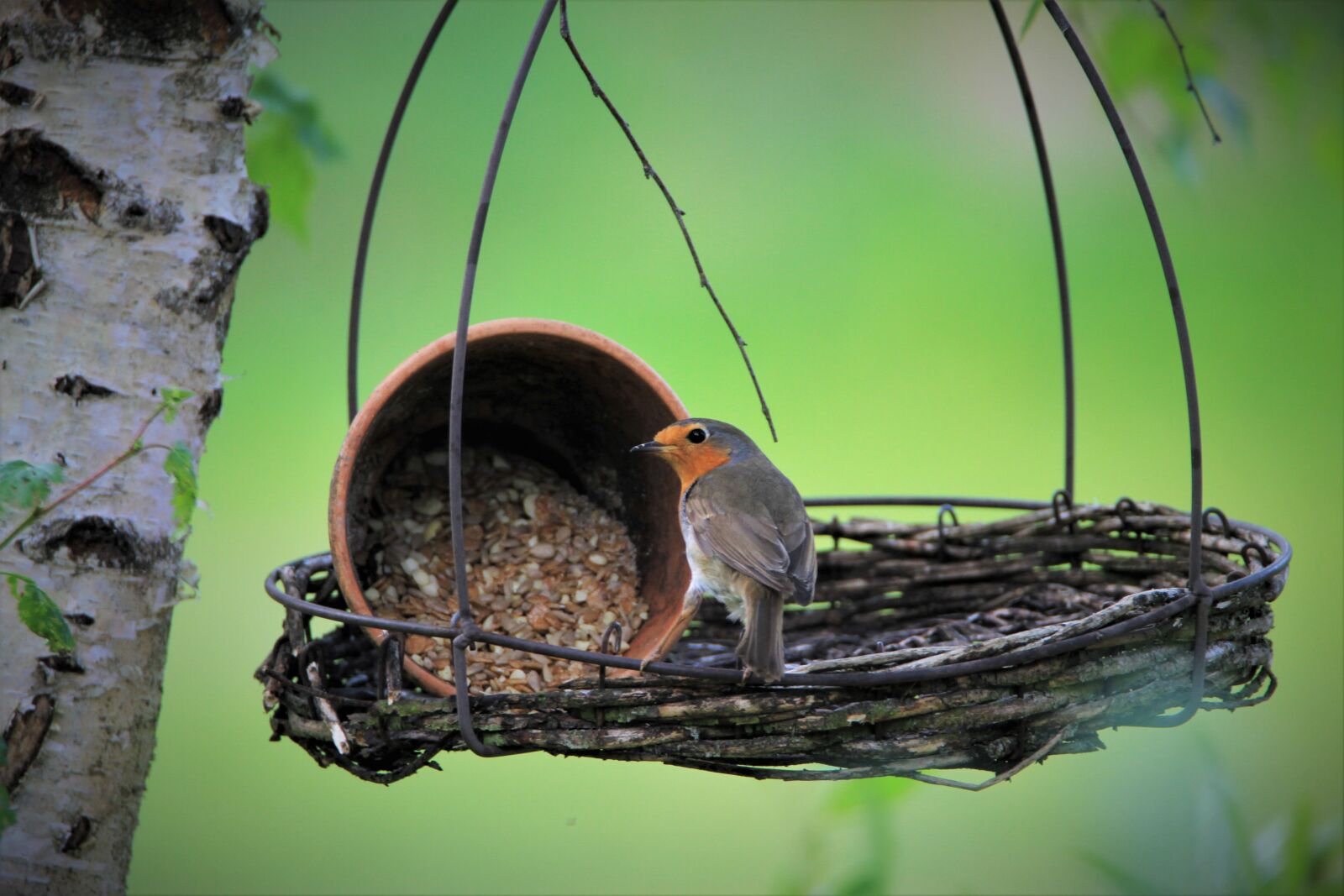 Tamron SP 150-600mm F5-6.3 Di VC USD sample photo. Robin, songbird, bird photography