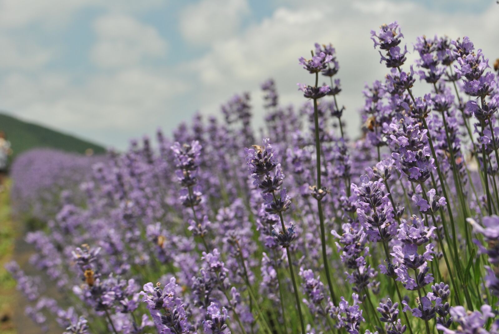 Nikon D3000 sample photo. Lavender, flower garden, purple photography