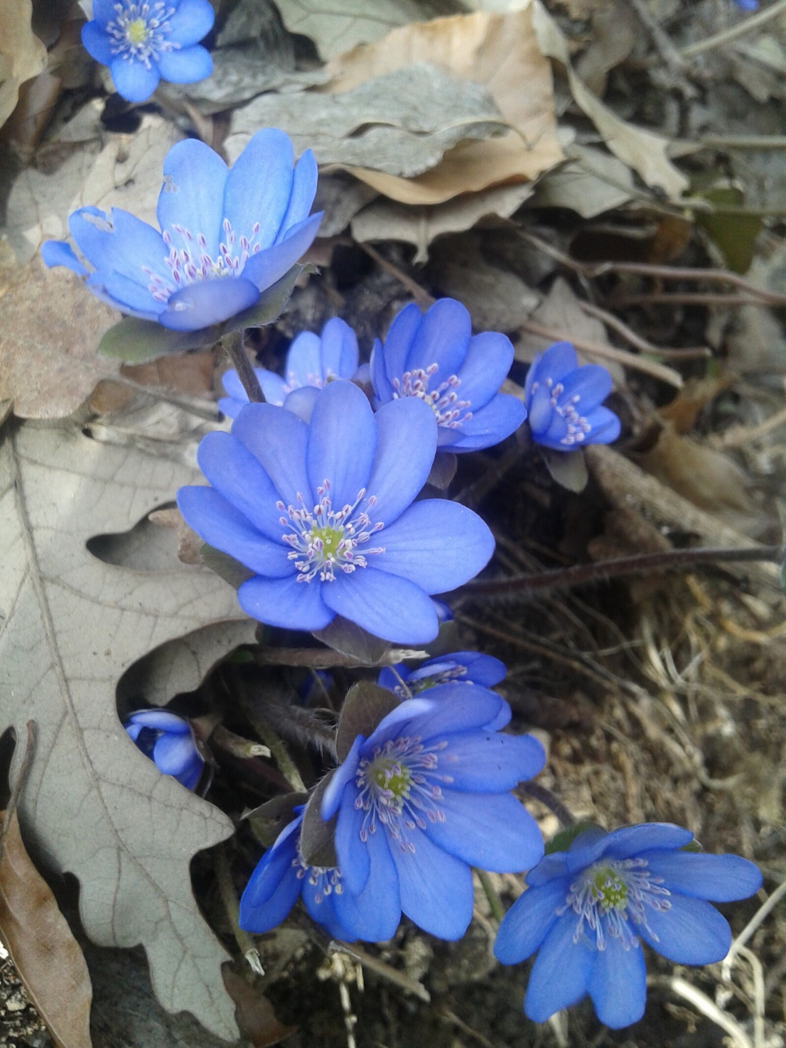 Samsung Galaxy Core Plus sample photo. Nature, flora, flower photography