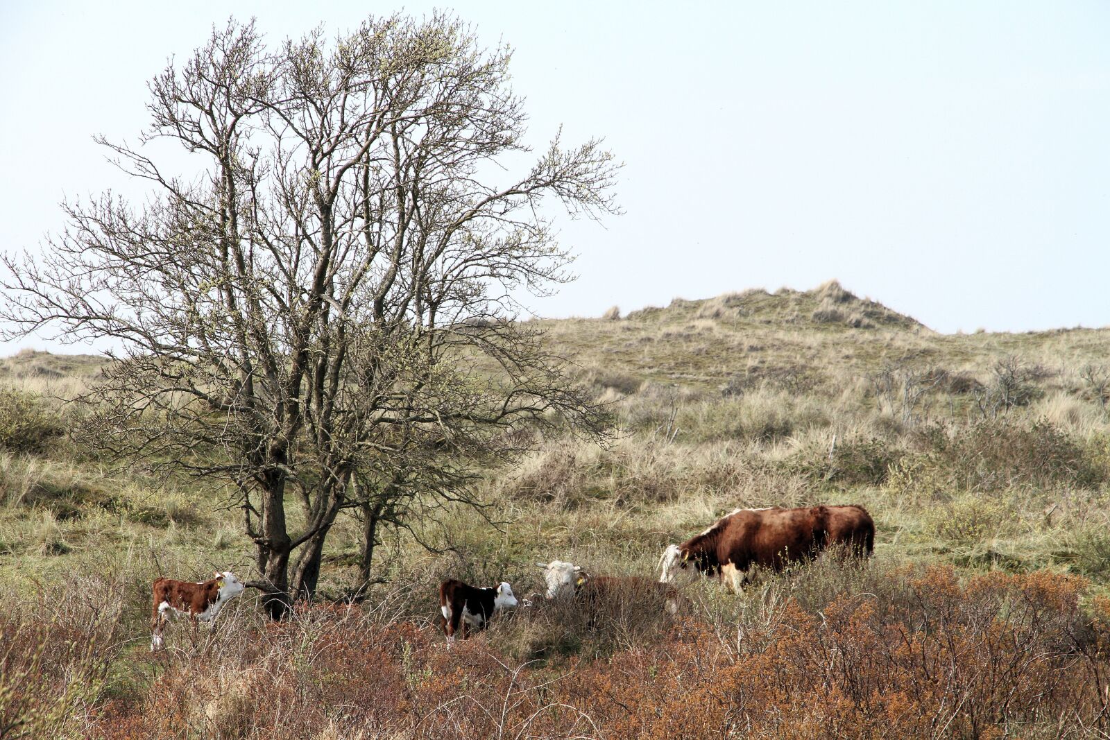 Canon EOS 7D sample photo. Cows, terschelling, netherlands photography