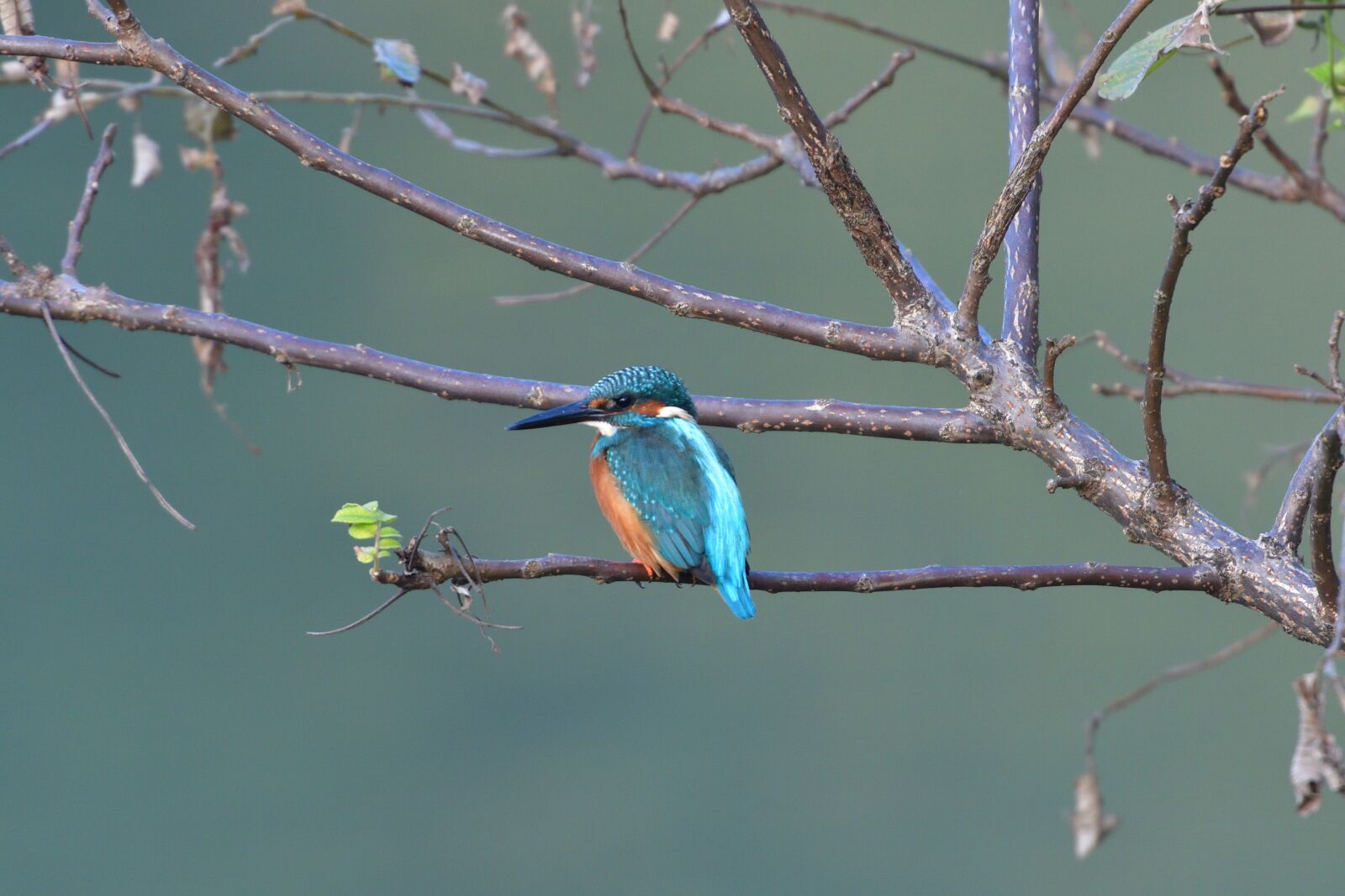 Nikon D500 sample photo. Bird, wild animals, natural photography