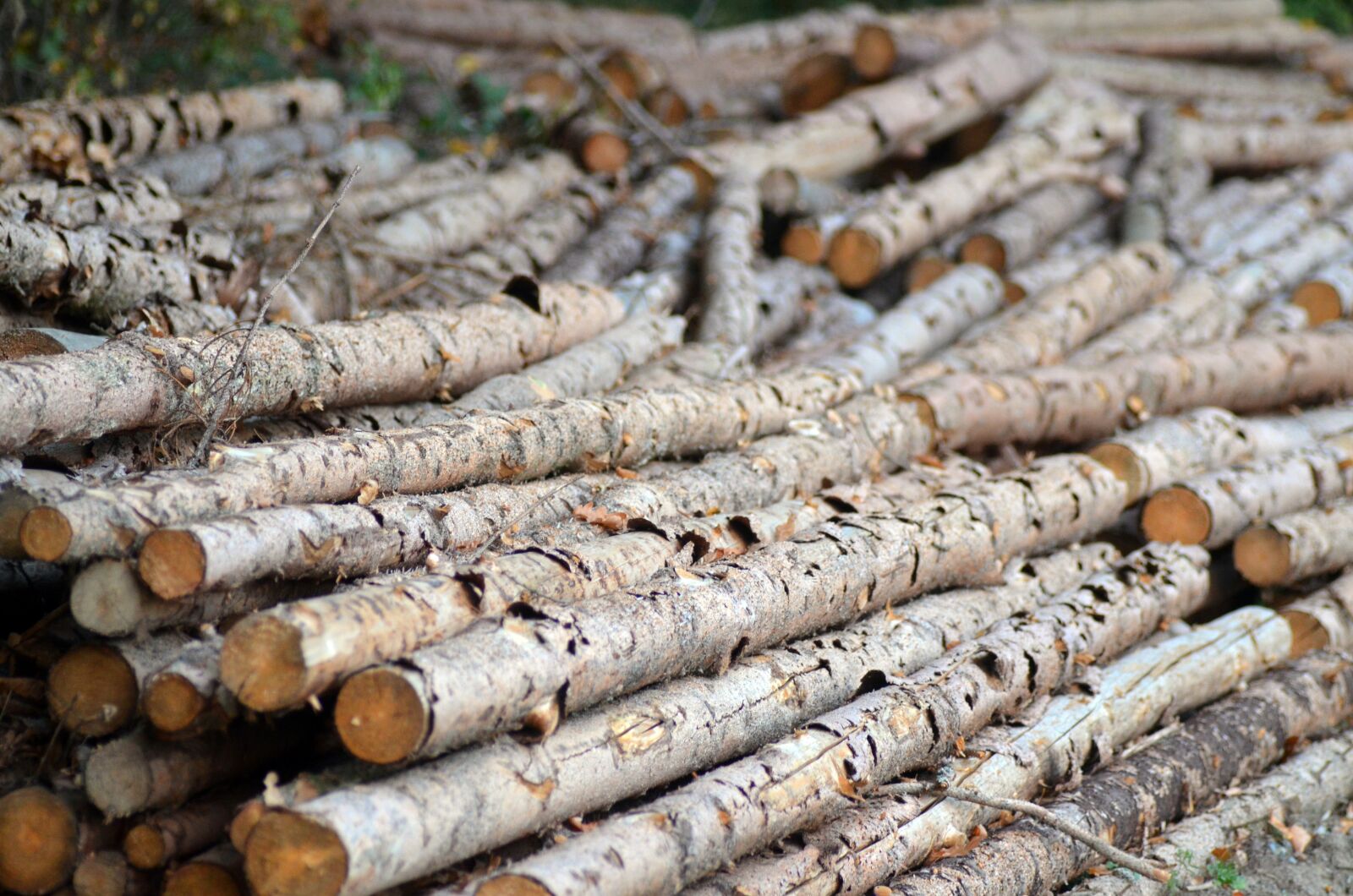 Nikon D5100 sample photo. Jeseniky, calamity, forests photography