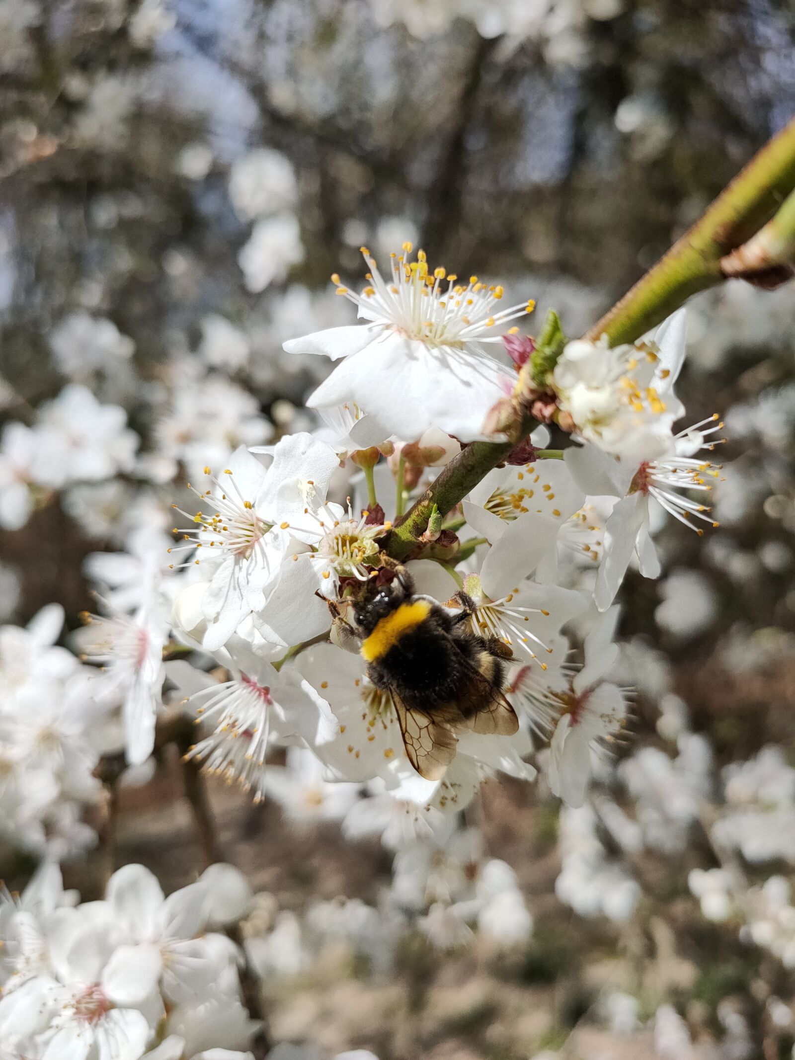 OPPO RENO2 sample photo. Mirabelka, bumblebee, flowers photography
