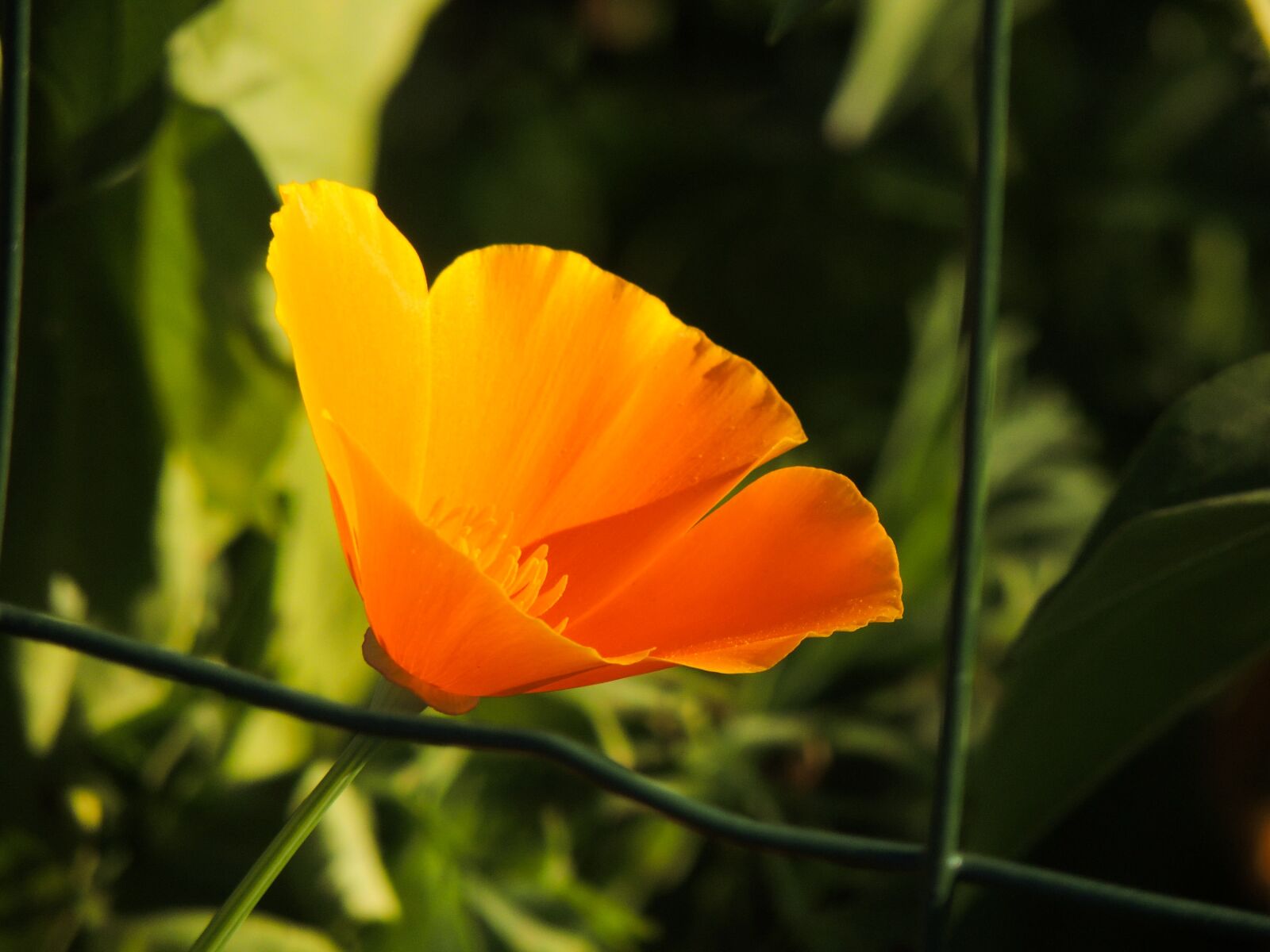 Nikon Coolpix P510 sample photo. California poppy, flower, poppy photography
