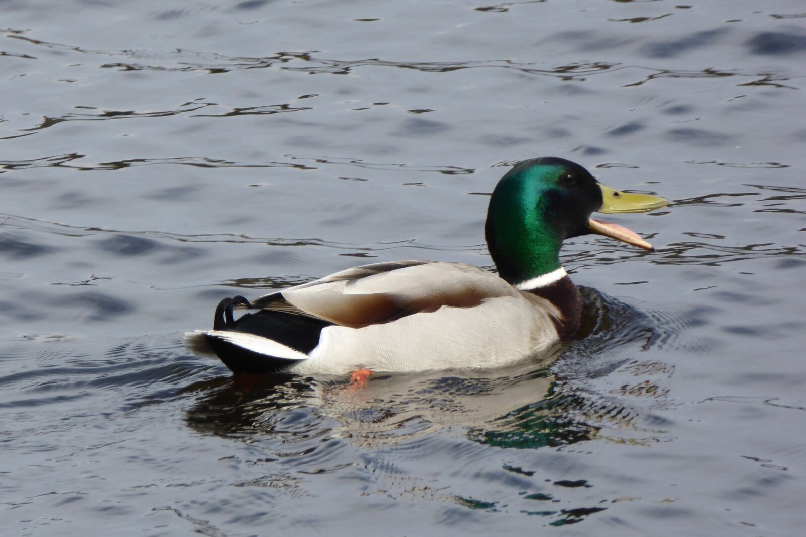 Panasonic Lumix DMC-ZS40 (Lumix DMC-TZ60) sample photo. Duck, birds, monolithic part photography